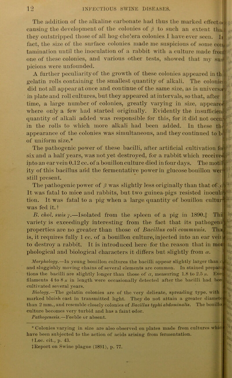 Tlie addition of the alkaline carbonate had thus the marked ell'eet oil causing the development of the colonies of /? to such an extent thail they outstripped those of all hog-cholera colonies 1 have ever seen. ln| fact, the size of the surface colonies made me suspicious of some coiy tamination until the inoculation of a rabbit with a culture made frond} one of these colonies, and various other tests, showed that my sunff picions were unfounded. A further peculiarity of the growth of these colonies appeared in th,l gelatin rolls containing the smallest quantity of alkali. The colonien did not all appear at once and continue of the same size, as is universal in plate and roll cultures, but they appeared at intervals, so that, after time, a large number of colonies, greatly varying in size, appeare® where only a few had started originally. Evidently the insufficient quantity of alkali added was responsible for this, for it did not occujn in the rolls to which more alkali had been added. In these tliq appearance of the colonies was simultaneous, and they continued to b*r of uniform size.* The pathogenic power of these bacilli, after artificial cultivation foe :■ six and a half years, was not yet destroyed, for a rabbit which receive*!; into an ear vein 0.12 cc. of a bouillon culture died in four days. The moti I1 - ity of this bacillus and the fermentative power in glucose bouillon weiil still present. The x^athogenic power of /? was slightly less originally than that of J \ It was fatal to mice and rabbits, but two guinea-pigs resisted iuocula I tion. It was fatal to a prig* when a large quantity of bouillon cultuil was fed it. t B. chol. snis y.—Isolated from the sxileeu of a prig- in ISOO.t Thil | variety is exceedingly interesting from the fact that its xiathogenil r X>rop>erties are no greater than those of Bacillus coli communis. Thai, is, it requires fully 1 cc. of a bouillon culture,injected into an ear veil • to destroy a rabbit. It is introduced here for the reason that in moi [ phological and biological characters it differs but slightly from a. Morphology.—In young bouillon cultures the bacilli appear slightly larger than /| L and sluggishly moving chains of several elements are common. In stained prepara 1 tions the bacilli are slightly longer than those of nr, measuring 1.8 to 2.5//. Eveji filaments 4 to 8// in length were occasionally detected after the bacilli had beet cultivated several years. Biology.—The gelatin colonies are of the very delicate, spreading type, with marked blnislt cast in transmitted light. They do not attain a greater diamott I than 2 mm., and resemble closely colonies of Bacillus typhi abdominalis. The bouiUo; culture becomes very turbid and has a faint odor. Pathogenesis.—Feeble or absent. * Colonies varying in size are also observed on plates made from cultures whir, have been subjected to the action of acids arising from fermentation. tLoc. cit., p. 43. Report on Swine plague (1891), p. 77.