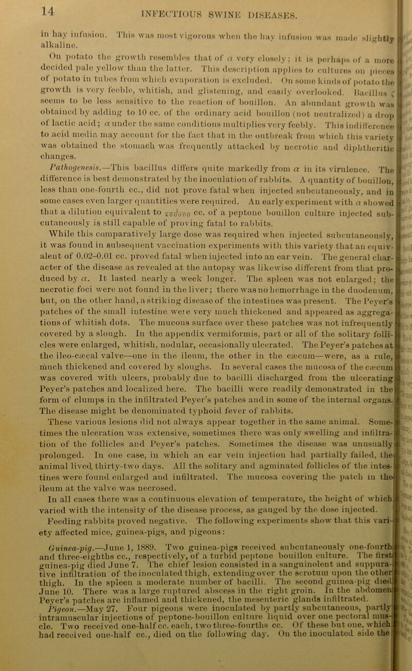 This was most vigorous when the hay infusion was made si slightly in hay infusion alkaline. On potato the growth resembles that of a very closely; it is perhaps of a more decided pale yellow than tho latter. This description applies to cultures on pieces ol potato in tubes from which evaporation is excluded. On some kinds of potato the growth is very feeble, whitish, and glistening, and easily overlooked. Bacillus ( seems to he less sensitive to the reaction of bouillon. An abundant growth was obtained by adding to 10 cc. of the ordinary acid bouillon (not neutralized) a drop of lactic acid; a under the same conditions multiplies very feebly. This indifference to acid media may account for the fact that in the outbreak from which this variety was obtained the stomach was frequently attacked by necrotic and diphtheritic changes. Pathogenesis.—This bacillus differs quite markedly from a in its virulence. The difference is best demonstrated by the inoculation of rabbits. A quantity of bouillon, less than one-fourth cc., did not prove fatal when injected subcutaneously, and in some cases even larger quantities were required. An early experiment with a showed that a dilution equivalent to 4xnyu'o0 cc. of a peptone bouillon culture injected sub- cutaneously is still capable of proving fatal to rabbits. While this comparatively largo dose was required when injected subcutaneously, it was found in subsequent vaccination experiments with this variety that an equiv- alent of 0.02-0.01 cc. proved fatal when injected into au ear vein. The general char- acter of the disease as revealed at the autopsy was likewise different from that pro- duced by a. It lasted nearly a week longer. The spleen was not enlarged; the necrotic foci were not found in the liver; there was no hemorrhage in the duodenum, but, on the other hand, a striking disease of the intestines was present. The Peyer’s patches of the small intestine weie very much thickened and appeared as aggrega- tions of whitish dots. The mucous surface over these patches was not infrequently covered by a slough. In tho appendix vermiformis, part or all of the solitary folli- cles were enlarged, whitish, nodular, occasionally ulcerated. The Peyer’s patches at the ileo-csecal valve—one in the ileum, the other in the ctecum—were, as a rule, much thickened and covered by sloughs. In several cases the mucosa of the caecum was covered with ulcers, probably due to bacilli discharged from the ulcerating Peyer’s patches and localized here. The bacilli were readily demonstrated in the form of clumps in the in liltrated Peyer’s patches and in some of the internal organs. The disease might be denominated typhoid fever of rabbits. These various lesions did not always appear together in the same animal. Some- times the ulceration was extensive, sometimes there was only swelling and infiltra- tion of the follicles and Peyer’s patches. Sometimes the disease was unusually prolonged. In one case, in which an ear vein injection had partially failed, the animal lived thirty-two days. All the solitary and agminated follicles of the intes- tines were found enlarged and infiltrated. The mucosa covering the patch in th ileum at the valve was necrosed. In all cases there was a continuous elevation of temperature, the height of which varied with the intensity of the disease process, as gauged by the dose injected. Feeding rabbits proved negative. The following experiments show that this vari ety affected mice, guinea-pigs, and pigeons : (p at to nr dir . i: :: jttf-p fit !WS *0!C Guinea-pig.—June 1, 1889. Two guinea-pigs received subcutaneously one-fourth and three-eighths cc., respectively, of a turbid peptone bouillon culture. The firsti guinea-pig died June 7. The chief lesion consisted in a sanguinolent and suppura- tive infiltration of the inoculated thigh, extending over tho scrotum upon the other ( thigh. In the spleen a moderate number of bacilli. The second guinea-pig died June 10. There was a large ruptured abscess in the right groin. In the abdoinem Peyer’s patches are inflamed and thickened, the mesenteric glands infiltrated. Pigeon.—May 27. Four pigeons were inoculated by partly subcutaneous, partly intramuscular injections of peptone-bouillon culture liquid over one pectoral mus- cle. Two received one-half cc. each, two three-fourths cc. Of these but one, which had received one-half cc., died on the following day. On the iuoculatod side the