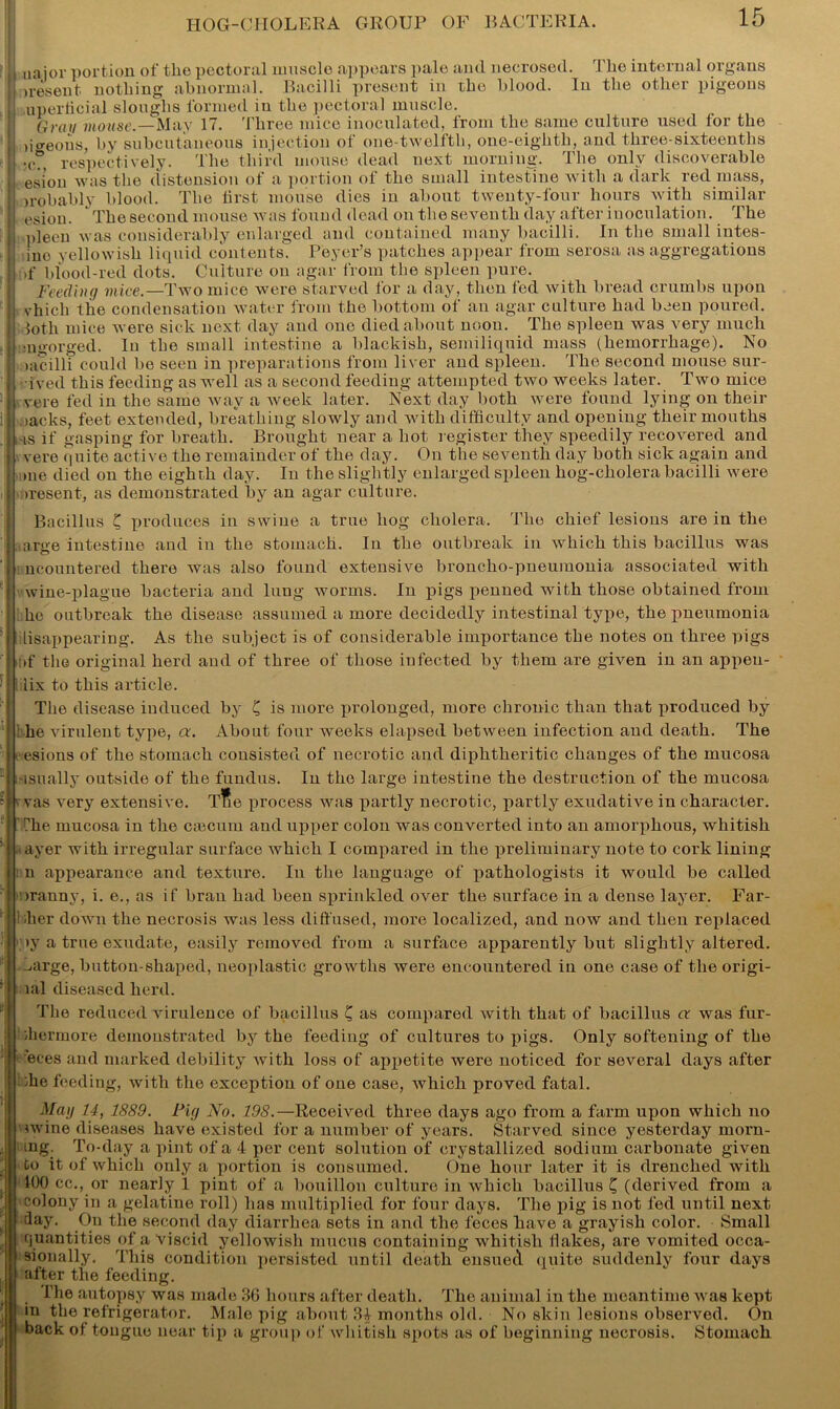 ji najor portion of the pectoral muscle appears pale and necrosed. The internal organs tresent nothing abnormal. Bacilli present in the blood. In the other pigeons I uperficial sloughs formed in the pectoral muscle. Gray mouse.—May 17. Three mice inoculated, from the same culture used for the figeons, by subcutaneous injection of one-twelfth, one-eighth, and three-sixteenths •c , respectively. The third mouse dead next morning. The only discoverable { esion was the distension of a portion of the small intestine with a dark red mass, n'obably blood. The first mouse dies in about twenty-four hours with similar I esion. The second mouse was found dead on the seventh day after inoculation. The ji pleen was considerably enlarged and contained many bacilli. In the small intes- ino yellowish liquid contents. Peyer’s patches appear from serosa as aggregations I )f blood-red dots. Culture on agar from the spleen pure. Feeding mice.—Two mice were starved for a day, then fed with bread crumbs upon jj vhich the condensation water from the bottom of an agar culture had been poured, jj jotli mice were sick next day and one died about noon. The spleen was very much i; mgorged. In the small intestine a blackish, semiliquid mass (hemorrhage). No T >acilli could be seen in preparations from liver and spleen. The second mouse sur- •ived this feeding as well as a second feeding attempted two weeks later. Two mice ) vere fed in the same way a week later. Next day both were found lying on their 1 lacks, feet extended, breathing slowly and with difficulty and opening their mouths | is if gasping for breath. Brought near a hot register they speedily recovered and j vere quite active the remainder of the day. On the seventh day both sick again and ; me died on the eighth day. In the slightly enlarged spleen hog-cholera bacilli were (resent, as demonstrated by an agar culture. Bacillus C produces in swine a true hog cholera. The chief lesions are in the Iaarge intestine and in the stomach. In the outbreak in which this bacillus was . ncountered there was also found extensive broncho-pneumonia associated with | wine-plague bacteria and lung worms. In pigs penned with those obtained from he outbreak the disease assumed a more decidedly intestinal type, the pneumonia lisappearing. As the subject is of considerable importance the notes on three pigs ; d the original herd and of three of those infected by them are given in an appeu- lix to this article. The disease induced by £ is more prolonged, more chronic than that produced by he virulent type, a. About four weeks elapsed between infection and death. The < esions of the stomach consisted of necrotic and diphtheritic changes of the mucosa usually outside of the fundus. In the large intestine the destruction of the mucosa \' vas very extensive. T^e process was partly necrotic, partly exudative in character. nhe mucosa in the caecum and upper colon was converted into an amorphous, whitish ayer with irregular surface which I compared in the preliminary note to cork lining 1 n appearance and texture. In the language of pathologists it would be called mranuy, i. e., as if bran had been sprinkled over the surface in a dense layer. Far- 1 her down the necrosis was less diffused, more localized, and now and then replaced >y a true exudate, easily removed from a surface apparently but slightly altered. .Large, button-shaped, neoplastic growths were encountered in one case of the origi- nal diseased herd. The reduced virulence of bacillus C as compared with that of bacillus a was fur- thermore demonstrated by the feeding of cultures to pigs. Only softening of the 'eces and marked debility with loss of appetite were noticed for several days after he feeding, with the exception of one case, which proved fatal. Mag 14, 1889. Fig No. 198.—Received three days ago from a farm upon which no twine diseases have existed for a number of years. Starved since yesterday morn- j ring. To-day a pint of a 4 per cent solution of crystallized sodium carbonate given I to it of which only a portion is consumed. One hour later it is drenched with 100 cc., or nearly 1 pint of a bouillon culture in which bacillus C (derived from a colony in a gelatine roll) has multiplied for four days. The pig is not fed until next day. On the second day diarrhea sets in and the feces have a grayish color. Small quantities of a Viscid yellowish mucus containing whitish flakes, are vomited occa- sionally. This condition persisted until death ensued quite suddenly four days after the feeding. I'lie autopsy was made 36 hours after death. The animal in the meantime was kept in the refrigerator. Male pig about 34 months old. No skin lesions observed. On back of tongue near tip a group of whitish spots as of beginning necrosis. Stomach