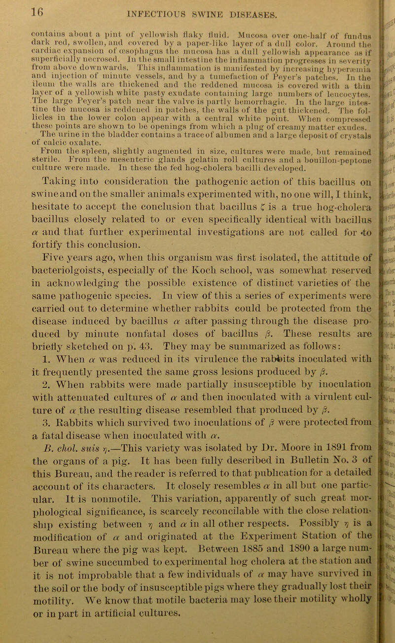 contains about a pint of yellowish flaky fluid. Mucosa over one-half of fundus dark red, swollen, and covered by a paper-like layer of a dull color. Around the cardiac expansion of (esophagus the mucosa has a dull yellowish appearance as if superficially necrosed. In the small intestine the inflammation progresses in severity from above downwards. This inflammation is manifested by increasing hyperannia and injection of minute vessels, and by a tumefaction of Peyer’s patches. In the ileum the walls are thickened and the reddened mucosa is covered with a thiu layer of a yellowish white pasty exudate containing large numbers of leucocytes. Tho large Peyer’s patch near the valve is partly hemorrhagic. In the large intes- tine the mucosa is reddened in patches, the walls of the gut thickened. The fol- licles in the lower colon appear with a central white point. When compressed these points are shown to be openings from which a plug of creamy matter exudes. Tho urine in the bladder contains a trace of albumen and a large deposit of crystals of calcic oxalate. From the spleen, slightly augmented in size, cultures were made, but remained sterile. From the mesenteric glands gelatin roll cultures and a bouillon-peptone culture were made. In these the fed hog-cholera bacilli developed. Taking into consideration the pathogenic action of this bacillus on swineand on the smaller animals experimented with, no one will, I think, hesitate to accept the conclusion that bacillus C is a true hog-cholera bacillus closely related to or even specifically identical with bacillus a and that further experimental investigations are not called for «to fortify this conclusion. Five years ago, when this organism was first isolated, the attitude of bacteriolgoists, especially of the Koch school, was somewhat reserved in acknowledging the possible existence of distinct varieties of the same pathogenic species. In view of this a series of experiments were carried out to determine whether rabbits could be protected from the disease induced by bacillus a after passing through the disease pro- duced by minute nonfatal doses of bacillus /?. These results are brieliy sketched on p. 43. They may be summarized as follows: 1. When a was reduced in its virulence the rabbits inoculated with it frequently presented the same gross lesions produced by fi. 2. When rabbits were made partially insusceptible by inoculation with attenuated cultures of a and then inoculated with a virulent cul- ture of a the resulting disease resembled that produced by /?. 3. Rabbits which survived two inoculations of /? were protected from a fatal disease when inoculated with a. B. chol. suis r).—This variety was isolated by Dr. Moore in 1891 from the organs of a pig. It has been fully described in Bulletin Ko. 3 ot this Bureau, and the reader is referred to that publication for a detailed account of its characters. It closely resembles a in all but one partic- ular. It is uonmotile. This variation, apparently of such great mor- phological significance, is scarcely reconcilable with the close relation- ship existing between tj and a in all other respects. Possibly is a modification of a and originated at the Experiment Station of the Bureau where the pig was kept. Between 1885 and 1S90 a large num- ber of swine succumbed to experimental hog cholera at the station and it is not improbable that a few individuals of a may have survived in the soil or the body of insusceptible pigs where they gradually lost their motility. We know that motile bacteria may lose their motility wholly or in part in artificial cultures.