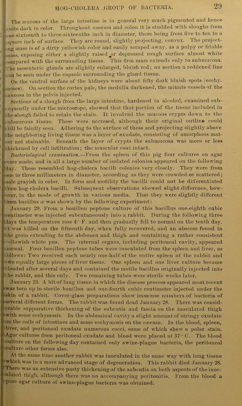 The mucosa of the large intestine is in general very much pigmented and hence uite dark in color. Throughout caecum and colon it is studded with sloughs from ne-sixteentk to three-sixteentlis inch in diameter, there being from five to ten to a i , quare inch of surface. They are round, slightly projecting, convex. The projeot- ng mass is of a dirty yellowish color and easily scraped away, as a pulpy or friable Llftss, exposing either a slightly raised^or depressed rough surface almost white ompared with the surrounding tissue. This firm mass extends only to submucosa, he mesenteric glands are slightly enlarged, bluish red; on section a reddened line j an be seen under the capsule surrounding the gland tissue. On the ventral surface of the kidneys were about fifty dark bluish spots (ecchy- t noses). On section the cortex pale, the medulla darkened, the minute vessels of the nucosa in the pelvis injected. Sections of a slough from the large intestine, hardened in alcohol, examined sub- , equently under the microscope, showed that that portion of the tissue included in he slough failed to retain the stain. It involved the mucous crypts down to the ubmucous tissue. These were necrosed, although their original outline could : till be faintly seen. Adhering to the surface of these and projecting slightly above he neighboring living tissue was a layer of exudate, consisting of amorphous mat- er not stainable. Beneath the layer of crypts the submucosa was more or less i hickened by cell infiltration ; the muscular coat intact. Bacteriological examination.—From the spleen of this pig four cultures on agar vere made, and in all a large number of isolated colonies appeared on the following : lay. These resembled hog-cholera bacilli colonies very closely. They were from me to three millimeters in diameter, according as they were crowded or scattered; >ale grayish in color. In form and motility the bacilli could not be differentiated : From hog-cholera bacilli. Subsequent observations showed slight difference, kow- : ever, in the mode of growth in various media. That they were slightly different From bacillus a was shown by the following experiment: January 29. From a bouillon peptone culture of this bacillus one-eighth cubic centimeter was injected subcutaneously into a rabbit. During the following three I lays the temperature rose 4° F. and then gradually fell to normal on the tenth day. II was killed on the fifteenth day, when fully recovered, and an abscess found in like groin extending to the abdomen and thigh and containing a rather consistent 'ellowish-white pus. The internal organs, including peritoneal cavity, appeared lornial. Four bouillon peptone tubes were inoculated from the spleen and liver, as ollows: Two received each nearly one-half of the entire spleen of the rabbit and uwo equally large pieces of liver tissue. One spleen and one liver culture became clouded after several days and contained the motile bacillus originally injected into tike rabbit, and this only. Two remaining tubes were sterile weeks later. January 23. A bit of lung tissue iu which the disease process appeared most recent was torn up in sterile bouillon and one-fourth cubic centimeter injected under the fkin of a rabbit. Cover-glass preparations show immense numbers of bacteria of several different forms. The rabbit was found dead January 28. There was consid- erable suppurative thickening of the subcutis and fascia on the inoculated thigh i with some ecchymosis. In the abdominal cavity a slight amount of stringy exudate on the coils of intestines and some ecchymosis on the caecum. In the blood, spleen, liver, and peritoneal exudate numerous cocci, some of which show a polar stain. Agar cultures from peritoneal exudate and blood were placed at 37° C. The blood culture on the following day contained only swine-plague bacteria, the peritoneal culture other forms also. At the same time another rabbit was inoculated in the same way with lung tissue • which was in a more advanced stage of degeneration. This rabbit died January 28. 1 There was an extensive pasty thickening of the subcutis on both aspects of the inoc- ulated thigh, although there was no accompanying peritonitis. From the blood a pure agar culture of swine-plague bacteria was obtained.
