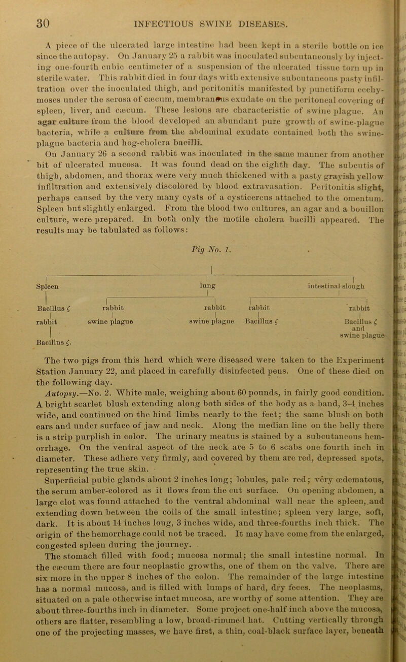 A piece of the ulcerated large intestine had been kept in a sterile bottle on ice since the autopsy. On January 25 a rabbit was inoculated subcutaneously by inject- ing one-fourth cubic centimeter of a suspension of the ulcerated tissue torn up in sterile water. This rabbit died in four days with extensive subcutaneous pasty infil- tration over the inoculated thigh, and peritonitis manifested by punctiform ecchy- moses under the serosa of ciccum, membranous exudate on the peritoneal covering of sploen, liver, and cajcum. These lesions are characteristic of swine plague. An agar culture from the blood developed au abundant pure growth of swine-plague bacteria, while a culture from the abdominal exudate contained both the swine- plague bacteria and hog-cholera bacilli. On January 26 a second rabbit was inoculated in the same manner from another bit of ulcerated mucosa. It was found dead on the eighth day. The subcutis of thigh, abdomen, and thorax were very much thickened with a pasty grayish yellow infiltration and extensively discolored by blood extravasation. Peritonitis slight, perhaps caused by the very many cysts of a cysticercus attached to the omentum. Spleen but slightly enlarged. From the blood two cultures, an agar and a bouillon culture, were x>repared. In both only the motile cholera bacilli appeared. The results may be tabulated as follows : Pig No. 1. Spleen lung I I T Bacillus C rabbit rabbit rabbit II II rabbit swine plague swine plague Bacillus £ I Bacillus £. The two pigs from this herd which were diseased were taken to the Experiment Station January 22, and placed in carefully disinfected pens. One of these died on the following day. Autopsy.—No. 2. White male, weighing about 60 pounds, in fairly good condition. A bright scarlet blush extending along both sides of the body as a band, 3-4 inches wide, and continued on the hind limbs nearly to the feet; the same blush on both ears and under surface of jaw and neck. Along the median line on the belly there is a strip purplish in color. The urinary meatus is stained by a subcutaneous hem- orrhage. Ou the ventral aspect of the neck are 5 to 6 scabs one-fourth inch in diameter. These adhere very firmly, and covered by them are red, depressed spots, representing the true skin. Superficial pubic glands about 2 inches long; lobules, pale red; very mdematous, the serum amber-colored as it flows from the cut surface. On opening abdomen, a large clot Avas found attached to the ventral abdominal wall near the spleen,.aud extending down betAveen the coils of the small intestine; spleen Aery large, soft, dark. It is about 14 inches long, 3 inches wide, and three-fourths inch thick. The origin of the hemorrhage could not be traced. It may have come from the enlarged, congested spleen during the journey. The stomach filled with food; mucosa normal; the small intestine normal. In the ctecurn there are four neoplastic groAvths, one of them on the valve. There are six more in the upper 8 inches of the colon. The remainder of the large intestine has a normal mucosa, and is filled Avith lumps of hard, dry feces. The neoplasms, situated on a pale otherwise intact mucosa, are worthy of some attention. They are about three-fourths inch in diameter. Some project one-half inch above the mucosa, others are flatter, resembling a low, broad-rimmed hat. Cutting vertically through one of the projecting masses, we have first, a thin, coal-black surface layer, beneath intestinal slough I rabbit I Bacillus £ and swine plague