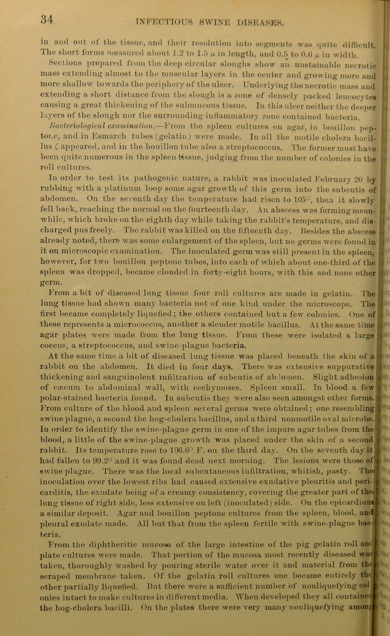 in and out of the tissue, and their resolution into segments was quite difficult. The short forms measured about 1.2 to 1.5 // in length, and 0.5 to 0.(5 ^ in width. Sections prepared from the deep circular sloughs show an unstainable necrotic mass extending almost to the muscular layers in the center and growing more and more shallow towards the periphery of the ulcer. Underlying the necrotic mass and extending a short distance from the slough is a zone of densely packed leucocytes causing a great thickening of the submucous tissue. In this ulcer neither the deeper layers of the slough nor the surrounding inflammatory zone contained bacteria. Bacteriological examination.—From the spleen cultures on agar, in bouillon pep- ' tone, and in Esmarch tubes (gelatinj were made. In all the motile cholera bacil- lus £ appeared, and in the bouillon tube also a streptococcus. The former must have : been quite numerous in the spleen tissue, judging from the number of colonies in the roll cultures. Iu order to test its pathogenic nature, a rabbit was inoculated February 20 by j rubbing with a platinum loop some agar growth of this germ into the subcutis of ■ abdomen. On the seventh day the temperature had risen to 105°, then it slowly , fell back, reaching the normal on the fourteenth day. An abscess was forming mean- if while, which broke on the eighth day while taking the rabbit’s temperature, and dis- if charged pus freely. The rabbit was killed on the fifteenth day. Besides the abscess n already noted, there was some enlargement of the spleen, but no germs were found in j it on microscopic examination. The inoculated germ was still present in the spleen, .» however, for two bouillon peptone tubes, into each of which about one-third of the !) spleen was dropped, became clouded in forty-eight hours, with this and none other if germ. From a bit of diseased lung tissue four roll cultures are made in gelatin. The I lnng tissue had shown many bacteria not of one kind under the microscope. The j first became completely liquefied; the others contained but a few colonies. One of • these represents a micrococcus, another a slender motile bacillus. At the same time ;i agar plates were made from the lung tissue. From these were isolated a large i coccus, a streptococcus, and swine-plague bacteria. j| . At the same time a bit of diseased lung tissue was placed beneath Ihe skin of a it rabbit on the abdomen. It died in four days. There was extensive suppurative iS thickening and sanguinolent infiltration of subcutis of ah lomen. Slight adhesion i of ctecum to abdominal Avail, with ecchymoses. Spleen small. In blood a few polar-stained bacteria found. In subcutis they Avere also seen amongst other forms, j i From culture of the blood and spleen several germs were obtaiued ; one resembling SAvine plague, a second the liog-cliolera bacillus, and a third nonmotile oval microbe. : In order to identify the swine-plague germ in one of the impure agar tubes from thef i blood, a little of the swine-plague growth was placed under the skin of a second rabbit. Its temperature rose to 106.6° F. on the third day. On the seventh day it i had fallen to 99 .2° and it Avas found dead next morning. The lesions were those of t swine plague. There was the local subcutaneous infiltration, whitish, pasty. Therf inoculation over the lowest ribs had caused extensive exudative pleuritis and peri carditis, the exudate being of a creamy consistency, covering the greater part of the* lung tissue of right side, less extensive on left (inoculated) side. On the epicardiuim a similar deposit. Agar and bouillon peptone cultures from the spleen, blood, and pleural exudate made. All but that from the spleen fertile with swine-plague bac- teria. From the diphtheritic mucosa of the large intestine of the pig gelatin roll ant plate cultures Avere made. That portion of the mucosa most recently diseased was taken, thoroughly Avashed by pouring sterile water over it and material from tlui scraped membrane taken. Of the gelatin roll cultures one became entirely the other partially liquefied. But there Avere a sufficient number of nonliquefying col onies intact to make cultures in different media. When developed they all contained the hog-cholera bacilli. On the plates there were very many nonliquefying amonj