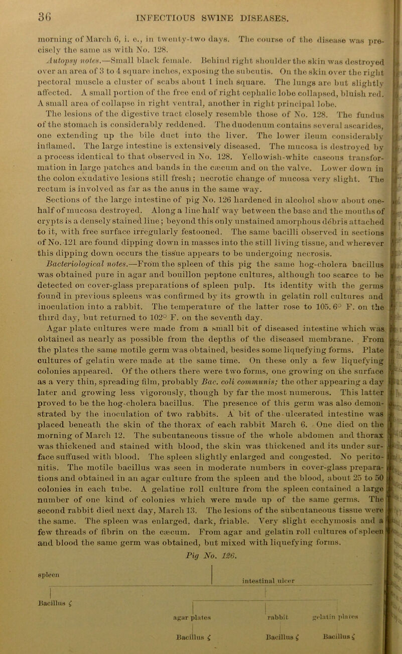 morning of March. 6, i. e., in twenty-two days. The course of the disease was pre- cisely the same as with No. 128. Autopsy notes.—Small black female. Behind right shoulder the skin was destroyed over an area of 3 to 4 square inches, exposing the subcutis. On the skin over tbe right pectoral muscle a cluster of scabs about 1 inch square. The lungs are but slightly affected. A small portion of the free end of right cephalic lobe collapsed, bluish red. A small area of collapse in right ventral, another in right principal lobe. The lesions of the digestive tract closely resemble those of No. 128. The fundus of tho stomach is considerably reddened. The duodenum contains several ascarides, one extending up the bile duct iuto the liver. The lower ileum considerably inflamed. The large intestiue is extensively diseased. Tho mucosa is destroyed by a process identical to that observed in No. 128. Yellowish-white caseous transfor- mation in large patches and bands in the caecum and on the valve. Lower down in the colon exudative lesions still fresh; necrotic change of mucosa very slight. The rectum is involved as far as the anus in the same way. Sections of the large intestine of pig No. 126 hardened in alcohol show about one- half of mucosa destroyed. Along a line half way between the base and the mouths of crypts is a densely stained line; beyond this only unstained amorphous debris attached to it, with free surface irregularly festooned. The same bacilli observed in sections of No. 121 are found dipping down in masses into the still living tissue, and wherever this dipping down occurs the tissue appears to be undergoing necrosis. Bacteriological notes.—From the spleen of this pig the same hog-cholera bacillus was obtained pure in agar and bouillon peptone cultures, although too scarce to be detected ou cover-glass preparations of spleen pulp. Its identity with the germs found in previous spleens was confirmed by its growth in gelatin roll cultures and inoculation into a rabbit. The temperature of the latter rose to 105.6° F. on the third day, but returned to 102° F. on the seventh day. Agar plate cultures were made from a small bit of diseased intestine which was obtained as nearly as possible from the depths of the diseased membrane. From the plates the same motile germ was obtained, besides some liquefying forms. Plate cultures of gelatin were made at tbe same time. On these only a few liquefying colonies appeared. Of the others there were two forms, one growing on the surface as a very thin, spreading film, probably Bac. coli communis; the other appearing a day later and growing less vigorously, though by far the most numerous. This latter proved to be the hog-cholera bacillus. The presence of this germ was also demon- strated by the inoculation of two rabbits. A bit of the ulcerated intestine was placed beneath the skin of the thorax of each rabbit March 6. One died on the morning of March 12. The subcutaneous tissue of the whole abdomen and thorax was thickened and stained with blood, the skin was thickened and its undersur- face suffused with blood. The spleen slightly enlarged and congested. No perito- nitis. The motile bacillus was seen in moderate numbers in cover-glass prepara- tions and obtained in an agar culture from the spleen and the blood, about 25 to 50 colonies in each tube. A gelatine roll culture from the spleeu contained a large number of one kind of colonies which were made up of the same germs. The second rabbit died next day, March 13. The lesions of the subcutaneous tissue were the same. The spleen was enlarged, dark, friable. Very slight eechymosis and a few threads of fibrin on the caecum. From agar and gelatin roll cultures of spleen and blood the same germ was obtained, but mixed with liquefying forms. Pig No. 126. spleen Bacillus £ intestinal ulcer agar plates rabbi! gelatin plates Bacillus £ Bacillus Bacillus
