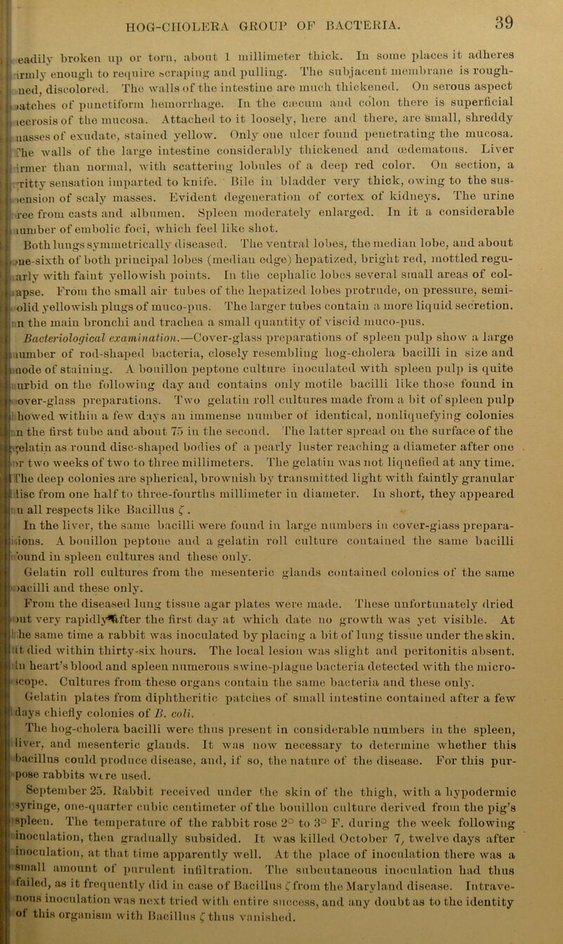 M' eadily broken up or torn, about 1 millimeter thick. In some places it adheres irmly enough to require scraping and pulling. The subjacent membrane is rough- nee^ discolored. The walls of the intestine are much thickened. On serous aspect il.aatckes of punctiform hemorrhage. In the caecum and colon there is superficial . 1) tecrosisof the mucosa. Attached to it loosely, here and there, arc small, shreddy ill misses of exudate, stained yellow. Only one ulcer found penetrating the mucosa. |! phe walls of the large intestine considerably thickened and (edematous. Liver Ui inner than normal, with scattering lobules of a deep red color. On section, a Titty sensation imparted to knife. Bile in bladder very thick, owing to the sus- Hi tension of scaly masses. Evident degeneration of coi’tex of kidneys. The urine ■: fee from casts and albumen. Spleen moderately enlarged. In it a considerable J. lumber of embolic foci, which feel like shot. Both lungs symmetrically diseased. The ventral lobes, the median lobe, and about .ne-sixth of both principal lobes (median edge) hepatized, bright red, mottled regu- I arly with faint yellowish points. In the cephalic lobes several small areas of col- apse. From the small air tubes of the hepatized lobes protrude, on pressure, semi- olid yellowish plugs of muco-pus. The larger tubes contain a more liquid secretion, n the main bronchi and trachea a small quantity of viscid muco-pus. Bacteriological examination.—Cover-glass preparations of spleeu pulp show a large j lumber of rod-shaped bacteria, closely resembling hog-cholera bacilli in size and node of staining. A bouillon peptone culture inoculated with spleen pulp is quite urbid on the following day and contains only motile bacilli like those found in over-glass preparations. Two gelatin roll cultures made from a bit of spleen pulp bowed within a few days an immense number of identical, nonliquefying colonies n the first tube and about 75 in the second. The latter spread on the surface of the I fqelatin as round disc-shaped bodies of a pearly luster reaching a diameter after one >r two weeks of two to three millimeters. The gelatin was not liquefied at any time, file deep colonies are spherical, brownish by transmitted light with faintly granular i lisc from one half to three-fourths millimeter in diameter. In short, they appeared : u all respects like Bacillus f . In the liver, the same bacilli were found in large numbers in cover-glass prepara- tions. A bouillon peptone and a gelatin roll culture contained the same bacilli ■ bund in spleen cultures and these only. Gelatin roll cultures from the mesenteric glands contained colonies of the same »)acilli and these only. From the diseased lung tissue agar plates were made. These unfortunately dried ' nit very rapidly*lifter the first day at which date no growth was yet visible. At he same time a rabbit was inoculated by placing a bit of lung tissue under the skin, it died within thirty-six hours. The local lesion was slight and peritonitis absent, in heart’s blood and spleen numerous swine-plague bacteria detected with the micro- scope. Cultures from these organs contain the same bacteria and these only. Gelatin plates from diphtheritic patches of small intestine contained after a few days chiefly colonies of B. coli. The hog-cholera bacilli were thus present in considerable numbers in the spleen, liver, and mesenteric glands. It was now necessary to determine whether this bacillus could produce disease, and, if so, the nature of the disease. For this pur- pose rabbits wire used. September 25. Rabbit received under the skin of the thigh, with a hypodermic syringe, one-quarter cubic centimeter of the bouillon culture derived from the pig’s spleen. The temperature of the rabbit rose 2° to 3° F. during the week following inoculation, then gradually subsided. It was killed October 7, twelve days after inoculation, at that time apparently well. At the place of inoculation there was a small amount of purulent infiltration. The subcutaneous inoculation had thus failed, as it frequently did in case of Bacillus £ from the Maryland disease. Intrave- nous inoculation was next tried with entire success, anil any doubt as to the identity of this organism with Bacillus f thus vanished.