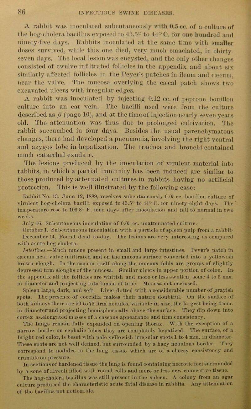 A rabbit was inoculated subcutaneously with 0.5 cc. of a culture of the hog-cholera bacillus exposed to 43.5° to 44° 0. for one hundred and ninety-live days. Rabbits inoculated at the same time with smaller doses survived, while this one died, very much emaciated, in thirty- seven days. The local lesion was encysted, and the only other changes consisted of twelve infiltrated follicles in the appendix and about six similarly affected follicles in the Peyer’s patches in ileum and cieeum, near the valve. The mucosa overlying the ciecal patch shows two excavated ulcers with irregular edges. rabbit was inoculated by injecting 0.12 cc. of peptone bouillon culture into an ear vein. The bacilli used were from the culture described as fi (page 10), and at the time of injection nearly seven years old. The attenuation was thus due to prolonged cultivation. The rabbit succumbed in four days. Besides the usual parenchymatous changes, there had developed a pneumonia, involving the right ventral and azygos lobe in hepatization. The trachea and bronchi contained much catarrhal exudate. The lesions produced by the inoculation of virulent material into rabbits, in which a partial immunity has been induced are similar to those produced by attenuated cultures in rabbits having no artificial protection. This is well illustrated by the following case: Rabbit No. 13. June 12, 1889, receives subcutaneously 0.05 cc. bouillon culture of virulent bog-cholera bacilli exposed to 43.5° to 44° C. for ninety-eight days. The temperature rose to 106.8° F. four days after inoculation and fell to normal in two weeks. July 16. Subcutaneous inoculation of 0.05 cc. unattenuated culture. October 1. Subcutaneous inoculation with a particle of spleen pulp from a rabbit- December 14. Found dead to-day. The lesions are very interesting as compared with acute hog cholera. Intestines.—Much mucus present in small and large intestines. Peyer's patch in caecum near valve infiltrated and on the mucous surface converted into a yellowish brown slough. In the caecum itself along the mucous folds are groups of slightly depressed firm sloughs of the mucosa. Similar ulcers in upper portion of colon. In the appendix all the follicles are whitish and more or less swollen, some 4 to 5 mm. in diameter and projecting into lumen of tube. Mucosa not necrosed. Spleen large, dark, and soft. Liver dotted with a considerable number of grayish spots. The presence of coccidia makes their nature doubtful. On the surface of both kidneys there are 50 to 75 firm nodules, variable in size, the largest being 4 mm. in diameter'and projecting hemispherically above the surface. They dip down into cortex as.elongated masses of a caseous appoarance and firm consistency. The lungs remain fully expanded on opening thorax. With the exception of a narrow border on cephalic lobes they are completely hepatized. The surface, of a bright red color, is beset with pale yellowish irregular spots 1 to 4 mm. in diameter. These spots are not well defined, but surrounded by a hazy nebulous border. They correspond to nodules in the lung tissue which arc of a cheesy consistency and crumble on pressure. In sections of hardened tissue the lung is found containing necrotic foci surrounded by a zone of alveoli filled with round cells and more or less new connective tissue. The hog-cholera bacillus was still present in the spleen. A colony from an agar culture produced the characteristic acute fatal disease in rabbits. Any attenuation of the bacillus not noticeable.