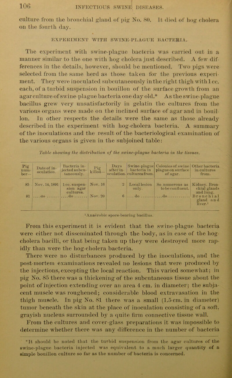 culture from the bronchial gland of pig No. <S(). It died of hog cholera on the fourth day. EXPERIMENT WITH SWINE-PLAGUE BACTERIA. The experiment with swine-plague bacteria was carried out in a manner similar to the one with hog cholera just described. A few dif- ferences in the details, however, should be mentioned. Two pigs were selected from the same herd as those taken for the previous experi- ment. They were inoculated subcutaneously in the right thigh with 1 cc. each, of a turbid suspension in bouillon of the surface growth from an agar culture of swine-plague bacteria one day old.* As the swine-plague bacillus grew very unsatisfactorily in gelatin the cultures from the various organs were made on the inclined surface of agar and in bouil- lon. In other respects the details were the same as those already described in the experiment with liog-cholera bacteria. A summary of the inoculations and the result of the bacteriological examination of the various organs is given in the subjoined table: Table showing the distribution of the swine-plague bacteria in the tissues. §■§ * 1 T?* Date of in- oculation. Bacteria in- jected subcu- taneously. Pig killed— Days after in- oculation. Swine-plague bacteria in cultures from. Colonies of swine plague on surface of agar. Other bacteria in cultures from. 85 Nov. 14,1891 1 cc. suspen- Nov. 1G 2 Local lesion So numerous as Kidney. Bron- sion agar only. to be con fluent. chial glands cultures. and lung. 81 do do Nov. 20 6 .... do ....do Bronchial gland and liver.1 1 Anaerobic spore-bearing bacillus. From this experiment it is evident that the swine-plague bacteria were either not disseminated through the body, as in case of the liog- cholera bacilli, or that being taken up they were destroyed more rap- idly than were the hog-cliolera bacteria. There were no disturbances produced by the inoculations, and the post-mortem examinations revealed no lesions that were produced by the injections, excepting the local reactiou. This varied somewhat; in pig No. 85 there was a thickening of the subcutaneous tissue about the point of injection extending over an area 4 cm. in diameter; the subja- cent muscle was roughened; considerable blood extravasation in the thigh muscle. In pig No. 81 there was a small (1.5 cm. in diameter) tumor beneath the skin at the place of inoculation consisting of a soft, grayish nucleus surrounded by a quite firm connective tissue wall. From the cultures and cover-glass preparations it was impossible to determine whether there was any difference in the number of bacteria *It, should be noted that the turbid suspension from the agar cultures of the swine-plague bacteria injected was equivalent to a much larger quantity of a simple bouillon culture so far as the number of bacteria is concerned.