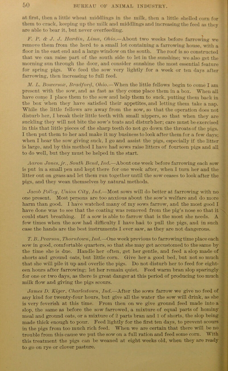 at first, then a little wheat middlings in the milk, then a little shelled corn for them to crack, keeping up the milk and middlings and increasing the feed as they are able to hear it, but never overfeeding. F. P. & J. J. Hardin, Lima, Ohio.—About two weeks before farrowing we remove them from the herd to a small lot containing a farrowing house, with a floor in the east end and a large window on the south. The roof is so constructed that we can raise part of the south side to let in the sunshine; we also get the morning sun through the door, and consider sunshine the most essential feature for spring pigs. We feed the sow very lightly for a week or ten days after farrowing, then increasing to full feed. M. L. Bowersox, Bradford, Ohio.—When the little fellows begin to come I am present with the sow, and as fast as they come place them in a box. When all have come I place them to the sow and help them to suck, putting them back in the box when they have satisfied their appetites, and letting them take a nap. While the little fellows are away from the sow, so that the operation does not disturb her, I break their little teeth with small nippers, so that when they are suckling they will not bite the sow’s teats and disturb her; care must be exercised in this that little pieces of the sharp teeth do not go down the throats of the pigs. I then put them to her and make it my business to look after them for a few days; when I hear the sow giving suck, I go and assist the pigs, especially if the litter is large, and by this method I have had sows raise litters of fourteen pigs and all to do well, but they must be helped in the start. Aaron Jones, jr., South Bend, Ind.—About one week before farrowing each sow is put in a small pen and kept there for one week after, when I turn her and the litter out on grass and let them run together until the sow ceases to look after the pigs, and they wean themselves by natural methods. Jacob Polley, Union City, Ind.—Most sows will do better at farrowing with no one present. Most persons are too anxious about the sow’s welfare and do more harm than good. I have watched many of my sows farrow, and the most good I have done was to see that the coatiiig was removed from the pig’s nose so that it could start breathing. If a sow is able to farrow that is the most she needs. A few times when the sow had difficulty I have had to pull the pigs, and in such case the hands are the best instruments I ever saw, as they are not dangerous. T. B. Pearson, Thorntoivn, Ind.—One week previous to farrowing time place each sow in good, comfortable quarters, so that she may get accustomed to the same by the time she is due. Handle her often, get her gentle, and feed a slop made of shorts and ground oats, but little corn. G-ive her a good bed, but not so much that she will pile it up and overlie the pigs. Do not disturb her to feed for eight- een hours after farrowing; let her remain quiet. Feed warm bran slop sparingly for one or two days, as there is great danger at this period of producing too much milk flow and giving the pigs scours. James D. Kiger, Charlestown, Ind.—After the sows farrow we give no feed of any kind for twenty-four hours, but give all the water the sow will drink, as she is very feverish at this time. From then on we give ground feed made into a slop, the same as before the sow farrowed, a mixture of equal parts of hominy meal and ground oats, or a mixture of 2 parts bran and 1 of shorts, the slop being made thick enough to pour. Feed lightly for the first ten days, to prevent scours in the pigs from too much rich feed. When we are certain that there will be no trouble from this caiT.se we put the sow on a full ration and feed some corn. With this treatment the pigs can be weaned at eight weeks old, when they are ready to go on rye or clover pasture.