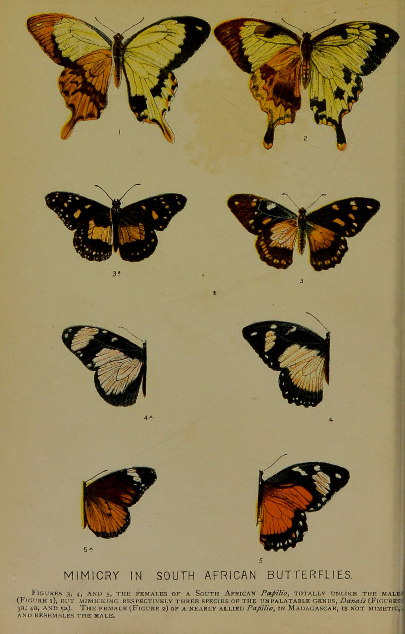 MIMICRY IN SOUTH AFRICAN BUTTERFLIES. FIGURES 3, 4, AND 5, THE FEMALES OF A SOUTH AFRICAN Pafilio, TOTALLY UNLIKE THE MALE (Figure i), but mimicking respectively three species of the unpalatable genus, Ddrtais (Figures^ 3a; 3a, and 5a). The female (Figure 2) ok a nearly allibd Pafiilio, in Madagascar, is not mimetic, , AND RESEMBLES THE MALE.