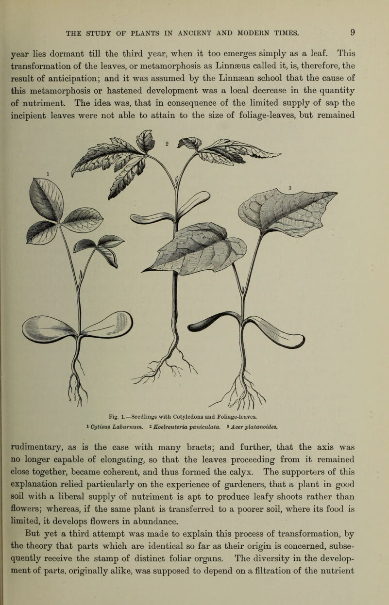 year lies dormant till the third year, when it too emerges simply as a leaf. This transformation of the leaves, or metamorphosis as Linnaeus called it, is, therefore, the result of anticipation; and it was assumed by the Linnsean school that the cause of this metamorphosis or hastened development was a local decrease in the quantity of nutriment. The idea was, that in consequence of the limited supply of sap the incipient leaves were not able to attain to the size of foliage-leaves, but remained Fig. 1.—Seedlings with Cotyledons and Foliage-leaves. * Cytisus Laburnum. 2 Koelreuteria paniculata. 3 Acer platanoides. rudimentary, as is the case with many bracts; and further, that the axis was no longer capable of elongating, so that the leaves proceeding from it remained close together, became coherent, and thus formed the calyx. The supporters of this explanation relied particularly on the experience of gardeners, that a plant in good soil with a liberal supply of nutriment is apt to produce leafy shoots rather than flowers; whereas, if the same plant is transferred to a poorer soil, where its food is limited, it develops flowers in abundance. But yet a third attempt was made to explain this process of transformation, by the theory that parts which are identical so far as their origin is concerned, subse- quently receive the stamp of distinct foliar organs. The diversity in the develop- ment of parts, originally alike, was supposed to depend on a filtration of the nutrient