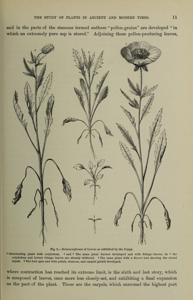 and in the parts of the stamens termed anthers “pollen-grains” are developed “in which an extremely pure sap is stored.” Adjoining these pollen-producing leaves, Fig. 2.—Metamorphoses of Leaves as exhibited by the Poppy. •Germinating plant with cotyledons. 2 and 8 The same plant further developed and with foliage-leaves; in 8 the cotyledons and lowest foliage - leaves are already withered. 4 The same plant with a flower-bud showing the closed sepals. 5 The bud open and with petals, stamens, and carpels (pistil) developed. where contraction has reached its extreme limit, is the sixth and last story, which is composed of leaves, once more less closely-set, and exhibiting a final expansion on the part of the plant. These are the carpels, which surround the highest part