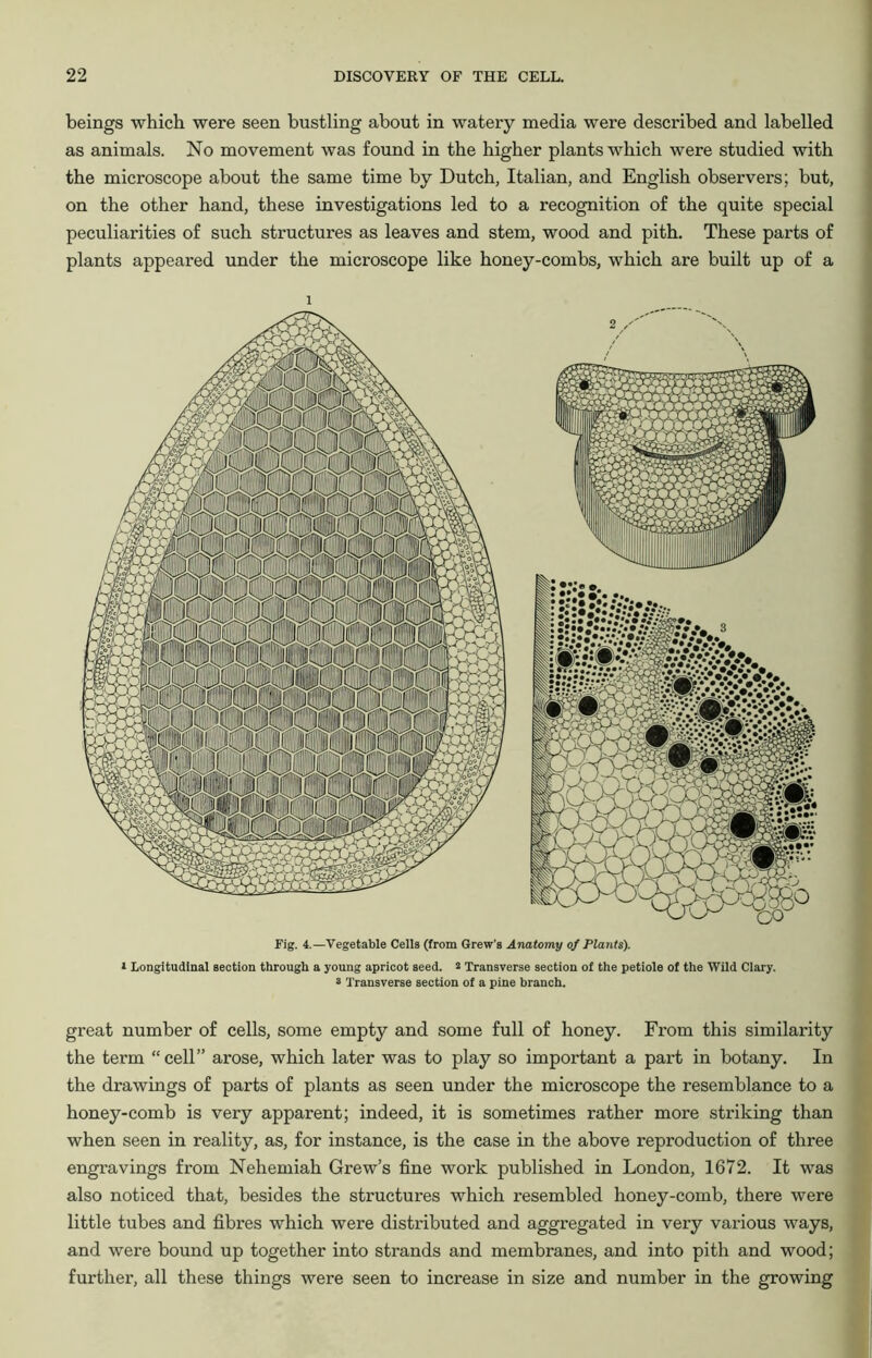 beings which were seen bustling about in watery media were described and labelled as animals. No movement was found in the higher plants which were studied with the microscope about the same time by Dutch, Italian, and English observers; but, on the other hand, these investigations led to a recognition of the quite special peculiarities of such structures as leaves and stem, wood and pith. These parts of plants appeared under the microscope like honey-combs, which are built up of a 1 Fig. 4.—Vegetable Celia (from Grew's Anatomy of Plants). 1 Longitudinal section through a young apricot seed. 2 Transverse section of the petiole of the Wild Clary. s Transverse section of a pine branch. great number of cells, some empty and some full of honey. From this similarity the term “cell” arose, which later was to play so important a part in botany. In the drawings of parts of plants as seen under the microscope the resemblance to a honey-comb is very apparent; indeed, it is sometimes rather more striking than when seen in reality, as, for instance, is the case in the above reproduction of three engravings from Nehemiah Grew’s fine work published in London, 1672. It was also noticed that, besides the structures which resembled honey-comb, there were little tubes and fibres which were distributed and aggregated in very various ways, and were bound up together into strands and membranes, and into pith and wood; further, all these things were seen to increase in size and number in the growing