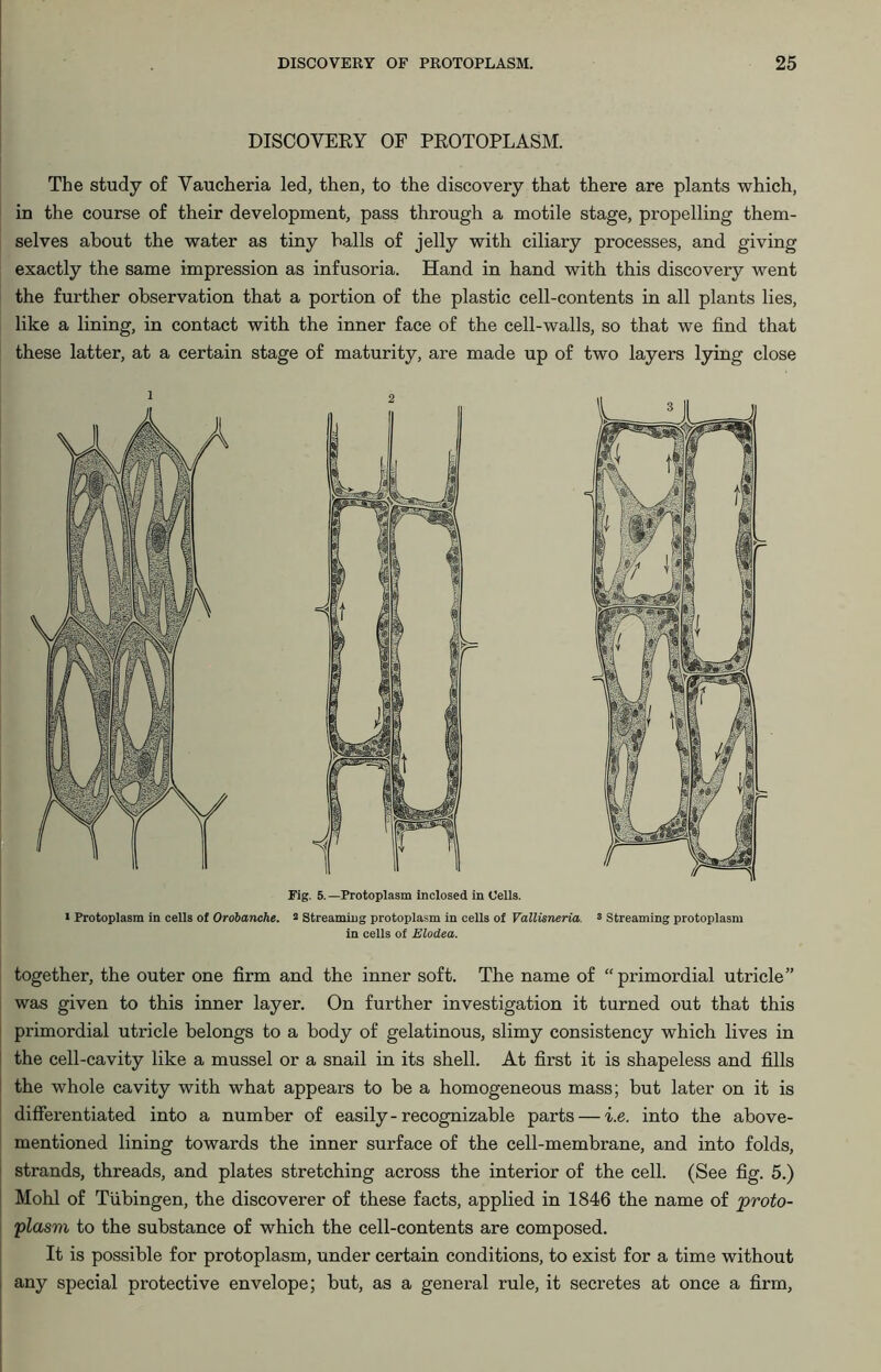 DISCOVERY OF PROTOPLASM. The study of Vaucheria led, then, to the discovery that there are plants which, in the course of their development, pass through a motile stage, propelling them- selves about the water as tiny halls of jelly with ciliary processes, and giving exactly the same impression as infusoria. Hand in hand with this discovery went the further observation that a portion of the plastic cell-contents in all plants lies, like a lining, in contact with the inner face of the cell-walls, so that we find that these latter, at a certain stage of maturity, are made up of two layers lying close in cells of Elodea. together, the outer one firm and the inner soft. The name of “primordial utricle” was given to this inner layer. On further investigation it turned out that this primordial utricle belongs to a body of gelatinous, slimy consistency which lives in the cell-cavity like a mussel or a snail in its shell. At first it is shapeless and fills the whole cavity with what appears to be a homogeneous mass; but later on it is differentiated into a number of easily-recognizable parts — i.e. into the above- mentioned lining towards the inner surface of the cell-membrane, and into folds, strands, threads, and plates stretching across the interior of the cell. (See fig. 5.) Mohl of Tubingen, the discoverer of these facts, applied in 1846 the name of proto- plasm to the substance of which the cell-contents are composed. It is possible for protoplasm, under certain conditions, to exist for a time without any special protective envelope; but, as a general rule, it secretes at once a firm,