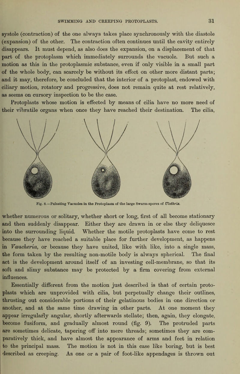 systole (contraction) of the one always takes place synchronously with the diastole (expansion) of the other. The contraction often continues until the cavity entirely disappears. It must depend, as also does the expansion, on a displacement of that part of the protoplasm which immediately surrounds the vacuole. But such a motion as this in the protoplasmic substance, even if only visible in a small part of the whole body, can scarcely be without its effect on other more distant parts; and it may, therefore, be concluded that the interior of a protoplast, endowed with ciliary motion, rotatory and progressive, does not remain quite at rest relatively, as seems on cursory inspection to be the case. Protoplasts whose motion is effected by means of cilia have no more need of their vibratile organs when once they have reached their destination. The cilia, Fig. 8.—Pulsating Vacuoles in the Protoplasm of the large Swarm-spores of Ulothrix. whether numerous or solitary, whether short or long, first of all become stationary and then suddenly disappear. Either they are drawn in or else they deliquesce into the surrounding liquid. Whether the motile protoplasts have come to rest because they have reached a suitable place for further development, as happens in Vaucheria, or because they have united, like with like, into a single mass, the form taken by the resulting non-motile body is always spherical. The final act is the development around itself of an investing cell-membrane, so that its soft and slimy substance may be protected by a firm covering from external influences. Essentially different from the motion just described is that of certain proto- plasts which are unprovided with cilia, but perpetually change their outlines, thrusting out considerable portions of their gelatinous bodies in one direction or another, and at the same time drawing in other parts. At one moment they appear irregularly angular, shortly afterwards stellate; then, again, they elongate, become fusiform, and gradually almost round (fig. 9). The protruded parts are sometimes delicate, tapering off into mere threads; sometimes they are com- paratively thick, and have almost the appearance of arms and feet in relation to the principal mass. The motion is not in this case like boring, but is best described as creeping. As one or a pair of foot-like appendages is thrown out
