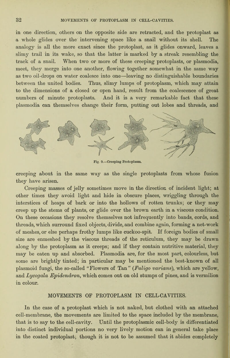 in one direction, others on the opposite side are retracted, and the protoplast as a whole glides over the intervening space like a snail without its shell. The analogy is all the more exact since the protoplast, as it glides onward, leaves a slimy trail in its wake, so that the latter is marked by a streak resembling the track of a snail. When two or more of these creeping protoplasts, or plasmodia, meet, they merge into one another, flowing together somewhat in the same way as two oil-drops on water coalesce into one—leaving no distinguishable boundaries between the united bodies. Thus, slimy lumps of protoplasm, which may attain to the dimensions of a closed or open hand, result from the coalescence of great numbers of minute protoplasts. And it is a very remarkable fact that these plasmodia can themselves change their form, putting out lobes and threads, and creeping about in the same way as the single protoplasts from whose fusion they have arisen. Creeping masses of jelly sometimes move in the direction of incident light; at other times they avoid light and hide in obscure places, wriggling through the interstices of heaps of bark or into the hollows of rotten trunks; or they may creep up the stems of plants, or glide over the brown earth in a viscous condition. On these occasions they resolve themselves not infrequently into bands, cords, and threads, which surround fixed objects, divide, and combine again, forming a net-work of meshes, or else perhaps frothy lumps like cuckoo-spit. If foreign bodies of small size are enmeshed by the viscous threads of the reticulum, they may be drawn along by the protoplasm as it creeps; and if they contain nutritive material, they may be eaten up and absorbed. Plasmodia are, for the most part, colourless, but some are brightly tinted; in particular may be mentioned the best-known of all plasmoid fungi, the so-called “Flowers of Tan” (Fuligo varians), which are yellow, and Lycogala Epidendron, which comes out on old stumps of pines, and is vermilion in colour. MOVEMENTS OF PROTOPLASM IN CELL-CAVITIES. In the case of a protoplast which is not naked, but clothed with an attached cell-membrane, the movements are limited to the space included by the membrane, that is to say to the cell-cavity. Until the protoplasmic cell-body is differentiated into distinct individual portions no very lively motion can in general take place in the coated protoplast; though it is not to be assumed that it abides completely