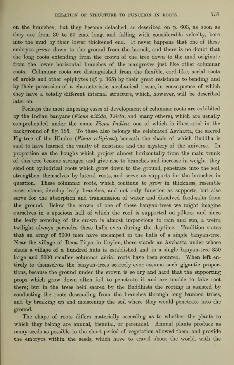 on the branches; but they become detached, as described on p. 603, as soon as they are from 30 to 50 cms. long, and falling with considerable velocity, bore into the mud by their lower thickened end. It never happens that one of these embryos grows down to the ground from the branch, and there is no doubt that the long roots extending from the crown of the tree down to the mud originate from the lower horizontal branches of the mangroves just like other columnar roots. Columnar roots are distinguished from the flexible, cord-like, aerial roots of aroids and other epiphytes (c/. p. 365) by their great resistance to bending and by their possession of a characteristic mechanical tissue, in consequence of which they have a totally different internal structure, which, however, will be described later on. Perhaps the most imposing cases of development of columnar roots are exhibited by the Indian banyans (Ficus nitida, Tsiela, and many others), which are usually comprehended under the name Ficus Indica, one of which is illustrated in the background of fig. 185. To these also belongs the celebrated Asvhatta, the sacred Fig-tree of the Hindoo (Ficus religiosa), beneath the shade of which Buddha is said to have learned the vanity of existence and the mystery of the universe. In proportion as the boughs which project almost horizontally from the main trunk of this tree become stronger, and give rise to branches and increase in weight, they send out cylindrical roots which grow down to the ground, penetrate into the soil, strengthen themselves by lateral roots, and serve as supports for the branches in question. These columnar roots, which continue to grow in thickness, resemble erect stems, develop leafy branches, and not only function as supports, but also serve for the absorption and transmission of water and dissolved food-salts from the ground. Below the crown of one of these banyan-trees we might imagine ourselves in a spacious hall of which the roof is supported on pillars; and since the leafy covering of the crown is almost impervious to rain and sun, a weird twilight always pervades these halls even during the daytime. Tradition states that an army of 5000 men have encamped in the halls of a single banyan-tree. Near the village of Dena Pitya, in Ceylon, there stands an Asvhatta under whose shade a village of a hundred huts is established, and in a single banyan-tree 350 large and 3000 smaller columnar aerial roots have been counted. When left en- tirely to themselves the banyan-trees scarcely ever assume such gigantic propor- tions, because the ground under the crown is so dry and hard that the supporting props which grow down often fail to penetrate it and are unable to take root there; but in the trees held sacred by the Buddhists the rooting is assisted by conducting the roots descending from the branches through long bamboo tubes, and by breaking up and moistening the soil where they would penetrate into the ground. The shape of roots differs materially according as to whether the plants to which they belong are annual, biennial, or perennial. Annual plants produce as many seeds as possible in the short period of vegetation allowed them, and provide the embryos within the seeds, which have to travel about the world, with the