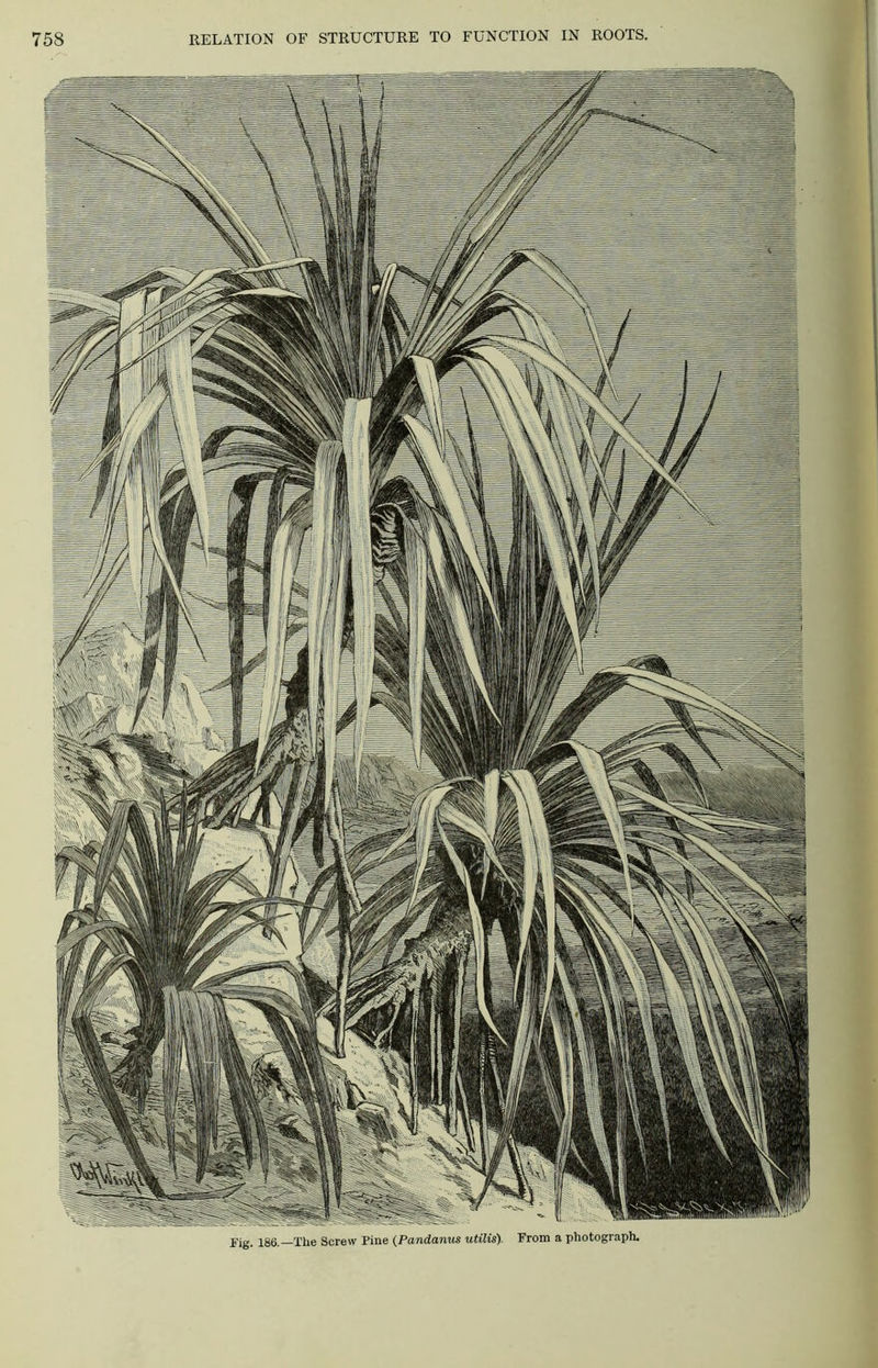 Fig. 186.—The Screw Pine (Pandanus utilis). From a photograph.