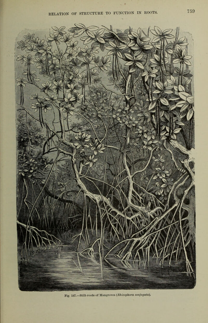 159 Fig. 187.—Stilt-roots of Mangroves (Rhizophora conjugata).