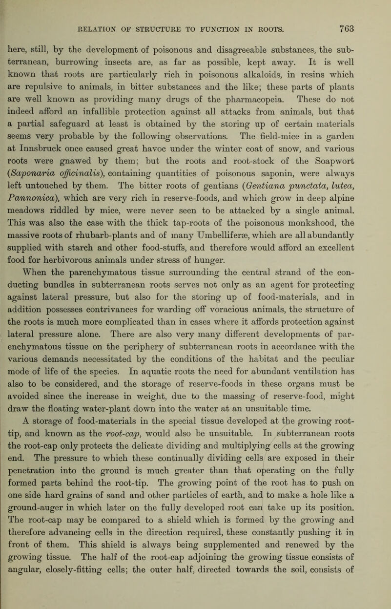 here, still, by the development of poisonous and disagreeable substances, the sub- terranean, burrowing insects are, as far as possible, kept away. It is well known that roots are particularly rich in poisonous alkaloids, in resins which are repulsive to animals, in bitter substances and the like; these parts of plants are well known as providing many drugs of the pharmacopeia. These do not indeed afford an infallible protection against all attacks from animals, but that a partial safeguard at least is obtained by the storing up of certain materials seems very probable by the following observations. The field-mice in a garden at Innsbruck once caused great havoc under the winter coat of snow, and various roots were gnawed by them; but the roots and root-stock of the Soap wort (Saponaria officinalis), containing quantities of poisonous saponin, were always left untouched by them. The bitter roots of gentians (Gentiana punctata, lutea, Pannonica), which are very rich in reserve-foods, and which grow in deep alpine meadows riddled by mice, were never seen to be attacked by a single animal. This was also the case with the thick tap-roots of the poisonous monkshood, the massive roots of rhubarb-plants and of many Umbelliferse, which are all abundantly supplied with starch and other food-stuffs, and therefore would afford an excellent food for herbivorous animals under stress of hunger. When the parenchymatous tissue surrounding the central strand of the con- ducting bundles in subterranean roots serves not only as an agent for protecting against lateral pressure, but also for the storing up of food-materials, and in addition possesses contrivances for warding off voracious animals, the structure of the roots is much more complicated than in cases where it affords protection against lateral pressure alone. There are also very many different developments of par- enchymatous tissue on the periphery of subterranean roots in accordance with the various demands necessitated by the conditions of the habitat and the peculiar mode of life of the species. In aquatic roots the need for abundant ventilation has also to be considered, and the storage of reserve-foods in these organs must be avoided since the increase in weight, due to the massing of reserve-food, might draw the floating water-plant down into the water at an unsuitable time. A storage of food-materials in the special tissue developed at the growing root- tip, and known as the root-cap, would also be unsuitable. In subterranean roots the root-cap only protects the delicate dividing and multiplying cells at the growing end. The pressure to which these continually dividing cells are exposed in their penetration into the ground is much greater than that operating on the fully formed parts behind the root-tip. The growing point of the root has to push on one side hard grains of sand and other particles of earth, and to make a hole like a ground-auger in which later on the fully developed root can take up its position. The root-cap may be compared to a shield which is formed by the growing and therefore advancing cells in the direction required, these constantly pushing it in front of them. This shield is always being supplemented and renewed by the growing tissue. The half of the root-cap adjoining the growing tissue consists of angular, closely-fitting cells; the outer half, directed towards the soil, consists of