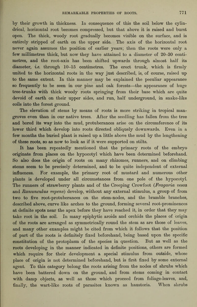 by their growth in thickness. In consequence of this the soil below the cylin- drical, horizontal root becomes compressed, but that above it is raised and burst open. The thick, woody root gradually becomes visible on the surface, and is entirely stripped of earth on the upper side. The axis of the horizontal root never again assumes the position of earlier years; then the roots were only a few millimetres thick, but now they have attained to a diameter of 20-30 centi- metres, and the root-axis has been shifted upwards through almost half its diameter, i.e. through 10-15 centimetres. The erect trunk, which is firmly united to the horizontal roots in the way just described, is, of course, raised up to the same extent. In this manner may be explained the peculiar appearance so frequently to be seen in our pine and oak forests—the appearance of huge tree-trunks with thick woody roots springing from their base which are quite devoid of earth on their upper sides, and run, half underground, in snake-like coils into the forest ground. The elevation of stems by means of roots is more striking in tropical man- groves even than in our native trees. After the seedling has fallen from the tree and bored its way into the mud, protuberances arise on the circumference of its lower third which develop into roots directed obliquely downwards. Even in a few months the buried plant is raised up a little above the mud by the lengthening of these roots, so as now to look as if it were supported on stilts. It has been repeatedly mentioned that the primary roots of the embryo originate from places on the hypocotyl which have been determined beforehand. So also does the origin of roots on many rhizomes, runners, and on climbing stems seem to be precisely determined, and to be quite independent of external influences. For example, the primary root of mustard and numerous other plants is developed under all circumstances from one pole of the hypocotyl. The runners of strawberry plants and of the Creeping Crowfoot (Fragaria vesca and Ranunculus repens) develop, without any external stimulus, a group of from two to five root-protuberances on the stem-nodes, and the bramble branches, described above, curve like arches to the ground, forming several root-prominences at definite spots near the apex before they have reached it, in order that they may take root in the soil. In many epiphytic aroids and orchids the places of origin of the roots are arranged as symmetrically round the stem as are those of leaves, and many other examples might be cited from which it follows that the position of part of the roots is definitely fixed beforehand, being based upon the specific constitution of the protoplasm of the species in question. But as well as the roots developing in the manner indicated in definite positions, others are formed which require for their development a special stimulus from outside, whose place of origin is not determined beforehand, but is first fixed by some external agent. To this category belong the roots arising from the nodes of shrubs which have been battered down on the ground, and from stems coming in contact with damp objects, as well as those which proceed from foliage-leaves, and, finally, the wart-like roots of parasites known as haustoria. When shrubs