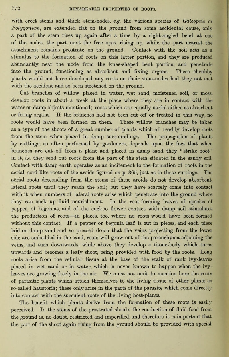 with erect stems and thick stem-nodes, e.g. the various species of Galeopsis or Polygonum, are extended flat on the ground from some accidental cause, only a part of the stem rises up again after a time by a right-angled bend at one of the nodes, the part next the free apex rising up, while the part nearest the attachment remains prostrate on the ground. Contact with the soil acts as a stimulus to the formation of roots on this latter portion, and they are produced abundantly near the node from the knee-shaped bent portion, and penetrate into the ground, functioning as absorbent and fixing organs. These shrubby plants would not have developed any roots on their stem-nodes had they not met with the accident and so been stretched on the ground. Cut branches of willow placed in water, wet sand, moistened soil, or moss, develop roots in about a week at the place where they are in contact with the water or damp objects mentioned; roots which are equally useful either as absorbent or fixing organs. If the branches had not been cut off or treated in this way, no roots would have been formed on them. These willow branches may be taken as a type of the shoots of a great number of plants which all readily develop roots from the stem when placed in damp surroundings. The propagation of plants by cuttings, so often performed by gardeners, depends upon the fact that when branches are cut off from a plant and placed in damp sand they “strike root” in it, i.e. they send out roots from the part of the stem situated in the sandy soil. Contact with damp earth operates as an incitement to the formation of roots in the aerial, cord-like roots of the aroids figured on p. 365, just as in these cuttings. The aerial roots descending from the stems of these aroids do not develop absorbent, lateral roots until they reach the soil; but they have scarcely come into contact with it when numbers of lateral roots arise which penetrate into the ground where they can suck up fluid nourishment. In the root-forming leaves of species of pepper, of begonias, and of the cuckoo flower, contact with damp soil stimulates the production of roots—in places, too, where no roots would have been formed without this contact. If a pepper or begonia leaf is cut in pieces, and each piece laid on damp sand and so pressed down that the veins projecting from the lower side are embedded in the sand, roots will grow out of the parenchyma adjoining the veins, and turn downwards, while above they develop a tissue-body which turns upwards and becomes a leafy shoot, being provided with food by the roots. Long roots arise from the cellular tissue at the base of the stalk of rank ivy-leaves placed in wet sand or in water, which is never known to happen when the ivy- leaves are growing freely in the air. We must not omit to mention here the roots of parasitic plants which attach themselves to the living tissue of other plants as so-called haustoria; these only arise in the parts of the parasite which come directly into contact with the succulent roots of the living host-plants. The benefit which plants derive from the formation of these roots is easily perceived. In the stems of the prostrated shrubs the conduction of fluid food from the ground is, no doubt, restricted and imperilled, and therefore it is important that the part of the shoot again rising from the ground should be provided with special