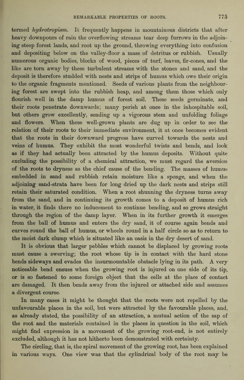 termed hydrotropism. It frequently happens in mountainous districts that after heavy downpours of rain the overflowing streams tear deep furrows in the adjoin- ing steep forest lands, and root up the ground, throwing everything into confusion and depositing below on the valley-floor a mass of detritus or rubbish. Usually numerous organic bodies, blocks of wood, pieces of turf, leaves, fir-cones, and the like are tom away by these turbulent streams with the stones and sand, and the deposit is therefore studded with nests and strips of humus which owe their origin to the organic fragments mentioned. Seeds of various plants from the neighbour- ing forest are swept into the rubbish heap, and among them those which only flourish well in the damp humus of forest soil. These seeds germinate, and their roots penetrate downwards; many perish at once in the inhospitable soil, but others grow excellently, sending up a vigorous stem and unfolding foliage and flowers. When these well-grown plants are dug up in order to see the relation of their roots to their immediate environment, it at once becomes evident that the roots in their downward progress have curved towards the nests and veins of humus. They exhibit the most wonderful twists and bends, and look as if they had actually been attracted by the humus deposits. Without quite excluding the possibility of a chemical attraction, we must regard the aversion of the roots to dryness as the chief cause of the bending. The masses of humus embedded in sand and rubbish retain moisture like a sponge, and when the adjoining sand-strata have been for long dried up the dark nests and strips still retain their saturated condition. When a root shunning the dryness turns away from the sand, and in continuing its growth comes to a deposit of humus rich in water, it finds there no inducement to continue bending, and so grows straight through the region of the damp layer. When in its further growth it emerges from the ball of humus and enters the dry sand, it of course again bends and curves round the ball of humus, or wheels round in a half circle so as to return to the moist dark clump which is situated like an oasis in the dry desert of sand. It is obvious that larger pebbles which cannot be displaced by growing roots must cause a swerving; the root whose tip is in contact with the hard stone bends sideways and evades the insurmountable obstacle lying in its path. A very noticeable bend ensues when the growing root is injured on one side of its tip, or is so fastened to some foreign object that the cells at the place of contact are damaged. It then bends away from the injured or attached side and assumes a divergent course. In many cases it might be thought that the roots were not repelled by the unfavourable places in the soil, but were attracted by the favourable places, and, as already stated, the possibility of an attraction, a mutual action of the sap of the root and the materials contained in the places in question in the soil, which might find expression in a movement of the growing root-end, is not entirely excluded, although it has not hitherto been demonstrated with certainty. The circling, that is, the spiral movement of the growing root, has been explained in various ways. One view was that the cylindrical body of the root may be