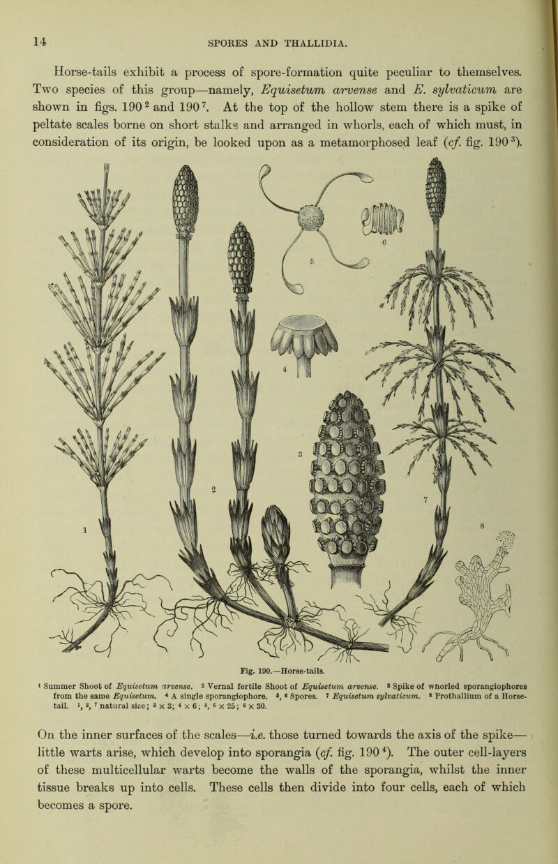 Horse-tails exhibit a process of spore-formation quite peculiar to themselves. Two species of this group—namely, Equisetum arvense and E. sylvaticum are shown in figs. 1902 and 1907. At the top of the hollow stem there is a spike of peltate scales borne on short stalks and arranged in whorls, each of which must, in consideration of its origin, be looked upon as a metamorphosed leaf (cf. fig. 1903). Fig. 190.—Horse-tails. ■ Summer Shoot of Equisetum arvense. 2 Vernal fertile Shoot of Equisetum arvense. 8 Spike of whorled sporangiophores from the same Equisetum. 4 A single sporangiophore. •, • Spores. 1 Equisetum sylvaticum. 8 Prothallium of a Horse- tail. >, 2, 1 natural size; 8 x 3; <x6; 6, 6 x 25; 8 x 30. On the inner surfaces of the scales—i.e. those turned towards the axis of the spike- little warts arise, which develop into sporangia (cf. fig. 1904). The outer cell-layers of these multicellular warts become the walls of the sporangia, whilst the inner tissue breaks up into cells. These cells then divide into four cells, each of which becomes a spore.