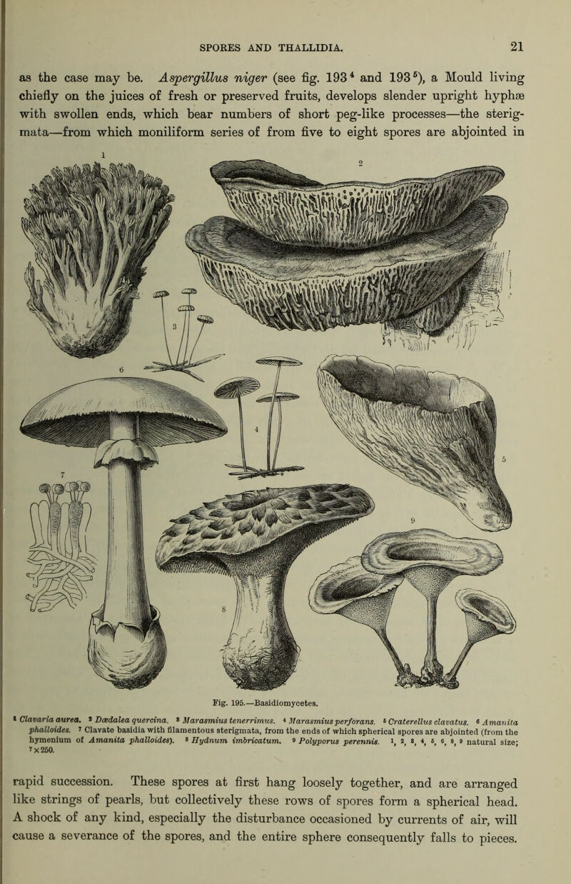 as the case may be. Aspergillus niger (see fig. 1934 and 1936), a Mould living chiefly on the juices of fresh or preserved fruits, develops slender upright hyphae with swollen ends, which bear numbers of short peg-like processes—the sterig- mata—from which moniliform series of from five to eight spores are abjointed in i Fig. 195.—Basidiomycetes. * Clavaria aurea. 5 Dcedalea quercina. 8 Marasmius tenerrirnus. * Marasmiusperforans. 5 Craterellus clavatus. « Amanita phalloides. 1 Clavate basidia with filamentous sterigmata, from the ends of which spherical spores are abjointed (from the hymenium of Amanita phalloides). 8 Hydnum imbricatum. 8 Polyporus perennis. 12846689 natural size- i x 250. rapid succession. These spores at first hang loosely together, and are arranged like strings of pearls, but collectively these rows of spores form a spherical head. A shock of any kind, especially the disturbance occasioned by currents of air, will cause a severance of the spores, and the entire sphere consequently falls to pieces.