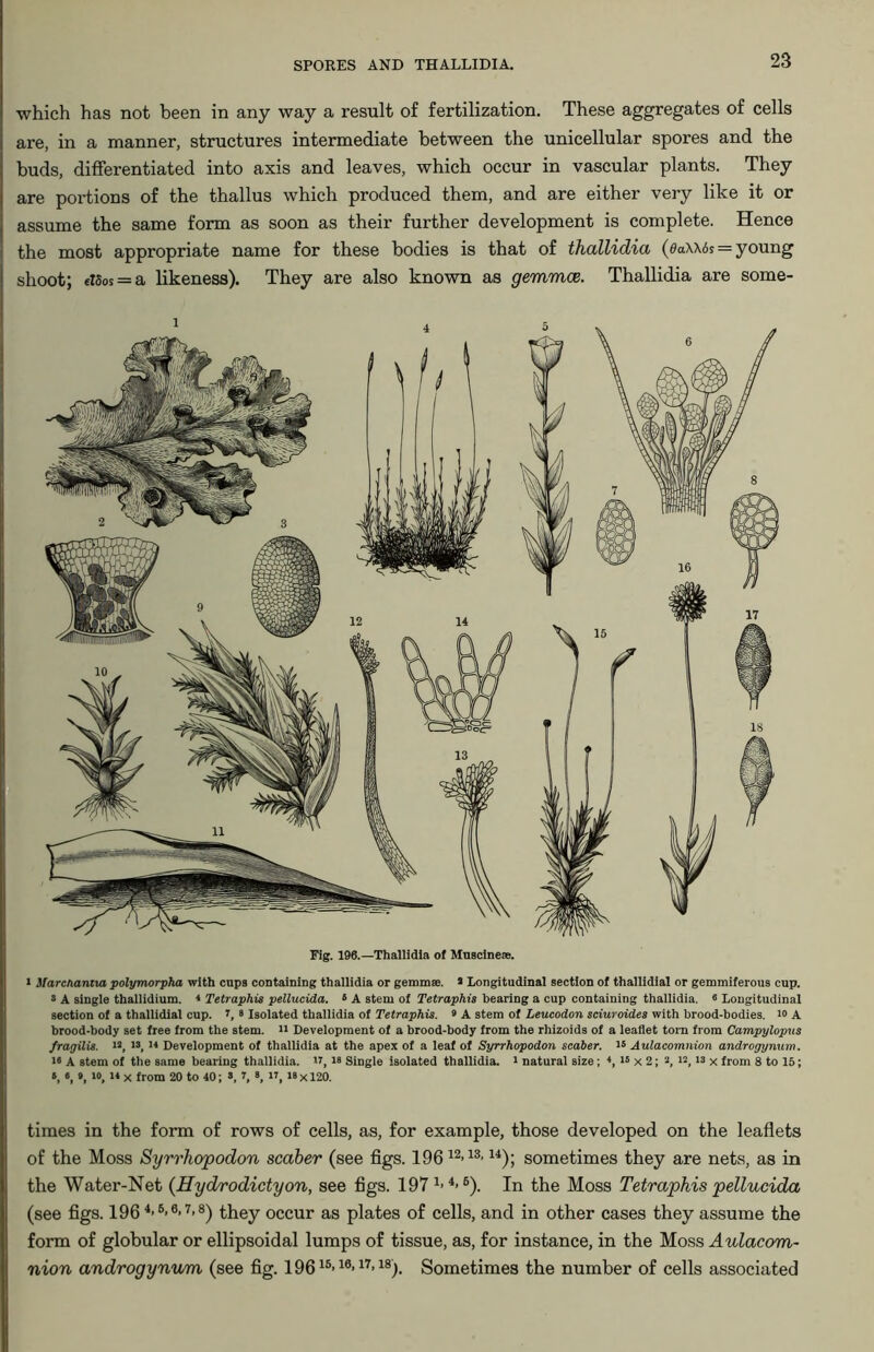 which has not been in any way a result of fertilization. These aggregates of cells are, in a manner, structures intermediate between the unicellular spores and the buds, differentiated into axis and leaves, which occur in vascular plants. They are portions of the thallus which produced them, and are either very like it or assume the same form as soon as their further development is complete. Hence the most appropriate name for these bodies is that of thallidia (da\\6s = young shoot; elSos = a likeness). They are also known as gemmce. Thallidia are some- Fig. 196.—Thallidia of Muscineae. i ifarcnamm polymorpha with cups containing thallidia or gemmae. > longitudinal section of thallidial or gemmiferous cup. 3 A single thallidium. * Tetraphis pellucida. 5 A stem of Tetraphis bearing a cup containing thallidia. 3 Longitudinal section of a thallidial cup. i, 3 Isolated thallidia of Tetraphis. 9 A stem of Leucodon sciuroides with brood-bodies. io A brood-body set free from the stem. 11 Development of a brood-body from the rhizoids of a leaflet torn from Campylopus fragilis. ”, 13, 33 Development of thallidia at the apex of a leaf of Syrrhopodon scaber. 35 Aulacomnion androgynum. i* A stem of the same bearing thallidia. ”, 38 Single isolated thallidia. 1 natural size; <, 15 x 2; a, 12, 13 x from 8 to 15; 6, «, », I0f 14 X from 20 to 40; 3 1, 8, ”, 33 X120. times in the form of rows of cells, as, for example, those developed on the leaflets of the Moss Syrrhopodon scaber (see figs. 19612>13'14); sometimes they are nets, as in the Water-Net (Hydrodictyon, see figs. 197 4>6). In the Moss Tetraphis pellucida (see figs. 196 4*6-6-7-8) they occur as plates of cells, and in other cases they assume the form of globular or ellipsoidal lumps of tissue, as, for instance, in the Moss Aulacom- nion androgynum (see fig. 19615-18-17>18). Sometimes the number of cells associated