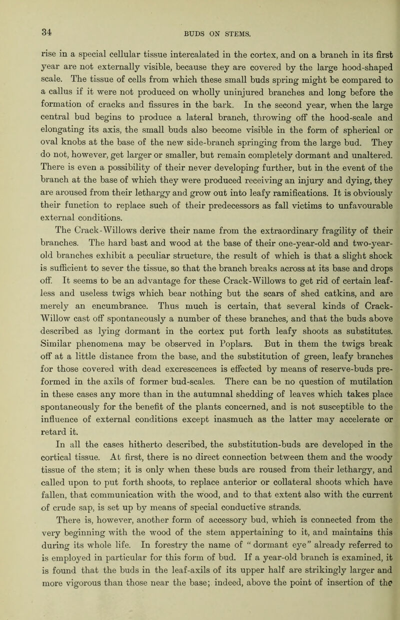 rise in a special cellular tissue intercalated in the cortex, and on a branch in its first year are not externally visible, because they are covered by the large hood-shaped scale. The tissue of cells from which these small buds spring might be compared to a callus if it were not produced on wholly uninjured branches and long before the formation of cracks and fissures in the bark. In the second year, when the large central bud begins to produce a lateral branch, throwing off the hood-scale and elongating its axis, the small buds also become visible in the form of spherical or oval knobs at the base of the new side-branch springing from the large bud. They do not, however, get larger or smaller, but remain completely dormant and unaltered. There is even a possibility of their never developing further, but in the event of the branch at the base of which they were produced receiving an injury and dying, they are aroused from their lethargy and grow out into leafy ramifications. It is obviously their function to replace such of their predecessors as fall victims to unfavourable external conditions. The Crack-Willows derive their name from the extraordinary fragility of their branches. The hard bast and wood at the base of their one-year-old and two-year- old branches exhibit a peculiar structure, the result of which is that a slight shock is sufficient to sever the tissue, so that the branch breaks across at its base and drops off. It seems to be an advantage for these Crack-Willows to get rid of certain leaf- less and useless twigs which bear nothing but the scars of shed catkins, and are merely an encumbrance. Thus much is certain, that several kinds of Crack- Willow cast off spontaneously a number of these branches, and that the buds above described as lying dormant in the cortex put forth leafy shoots as substitutes. Similar phenomena may be observed in Poplars. But in them the twigs break off at a little distance from the base, and the substitution of green, leafy branches for those covered with dead excrescences is effected by means of reserve-buds pre- formed in the axils of former bud-scales. There can be no question of mutilation in these cases any more than in the autumnal shedding of leaves which takes place spontaneously for the benefit of the plants concerned, and is not susceptible to the influence of external conditions except inasmuch as the latter may accelerate or retard it. In all the cases hitherto described, the substitution-buds are developed in the cortical tissue. At first, there is no direct connection between them and the woody tissue of the stem; it is only when these buds are roused from their lethargy, and called upon to put forth shoots, to replace anterior or collateral shoots which have fallen, that communication with the wood, and to that extent also with the current of crude sap, is set up by means of special conductive strands. There is, however, another form of accessory bud, which is connected from the very beginning with the wood of the stem appertaining to it, and maintains this during its whole life. In forestry the name of “dormant eye” already referred to is employed in particular for this form of bud. If a year-old branch is examined, it is found that the buds in the leaf-axils of its upper half are strikingly larger and more vigorous than those near the base; indeed, above the point of insertion of the