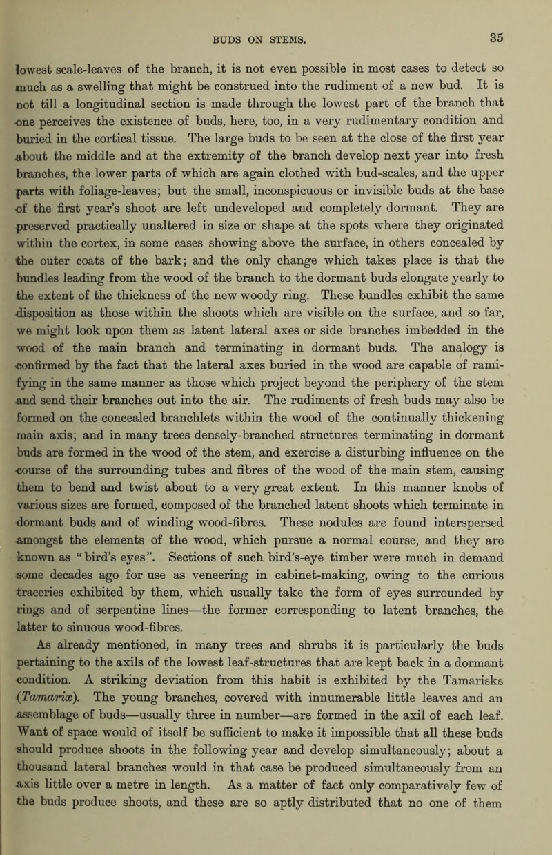 lowest scale-leaves of the branch, it is not even possible in most cases to detect so much as a swelling that might be construed into the rudiment of a new bud. It is not till a longitudinal section is made through the lowest part of the branch that ■one perceives the existence of buds, here, too, in a very rudimentary condition and buried in the cortical tissue. The large buds to be seen at the close of the first year about the middle and at the extremity of the branch develop next year into fresh branches, the lower parts of which are again clothed with bud-scales, and the upper parts with foliage-leaves; but the small, inconspicuous or invisible buds at the base of the first year’s shoot are left undeveloped and completely dormant. They are preserved practically unaltered in size or shape at the spots where they originated within the cortex, in some cases showing above the surface, in others concealed by the outer coats of the bark; and the only change which takes place is that the bundles leading from the wood of the branch to the dormant buds elongate yearly to the extent of the thickness of the new woody ring. These bundles exhibit the same disposition as those within the shoots which are visible on the surface, and so far, we might look upon them as latent lateral axes or side branches imbedded in the wood of the main branch and terminating in dormant buds. The analogy is ■confirmed by the fact that the lateral axes buried in the wood are capable of rami- fying in the same manner as those which project beyond the periphery of the stem and send their branches out into the air. The rudiments of fresh buds may also be formed on the concealed branchlets within the wood of the continually thickening main axis; and in many trees densely-branched structures terminating in dormant buds are formed in the wood of the stem, and exercise a disturbing influence on the •course of the surrounding tubes and fibres of the wood of the main stem, causing them to bend and twist about to a very great extent. In this manner knobs of various sizes are formed, composed of the branched latent shoots which terminate in dormant buds and of winding wood-fibres. These nodules are found interspersed Amongst the elements of the wood, which pursue a normal course, and they are known as “bird’s eyes”. Sections of such bird’s-eye timber were much in demand some decades ago for use as veneering in cabinet-making, owing to the curious traceries exhibited by them, which usually take the form of eyes surrounded by rings and of serpentine lines—the former corresponding to latent branches, the latter to sinuous wood-fibres. As already mentioned, in many trees and shrubs it is particularly the buds pertaining to the axils of the lowest leaf-structures that are kept back in a dormant condition. A striking deviation from this habit is exhibited by the Tamarisks (Tamarix). The young branches, covered with innumerable little leaves and an assemblage of buds—usually three in number—are formed in the axil of each leaf. Want of space would of itself be sufficient to make it impossible that all these buds should produce shoots in the following year and develop simultaneously; about a thousand lateral branches would in that case be produced simultaneously from an axis little over a metre in length. As a matter of fact only comparatively few of the buds produce shoots, and these are so aptly distributed that no one of them