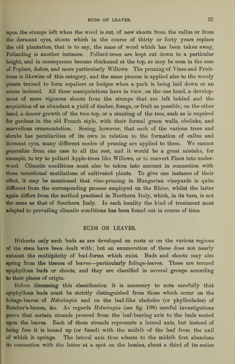 upon the stumps left when the wood is cut, of new shoots from the callus or from the dormant eyes, shoots which in the course of thirty or forty years replace the old plantation, that is to say, the mass of wood which has been taken away. Pollarding is another instance. Pollard-trees are kept cut down to a particular height, and in consequence become thickened at the top, as may be seen in the case of Poplars, Ashes, and more particularly Willows. The pruning of Vines and Fruit- trees is likewise of this category, and the same process is applied also to the woody plants trained to form espaliers or hedges when a park is being laid down or an estate inclosed. All these manipulations have in view, on the one hand, a develop- ment of more vigorous shoots from the stumps that are left behind and the acquisition of as abundant a yield of timber, forage, or fruit as possible; on the other hand, a denser growth of the tree-top, or a stunting of the tree, such as is required for gardens in the old French style, with their formal green walls, obelisks, and marvellous ornamentation. Seeing, however, that each of the various trees and shrubs has peculiarities of its own in relation to the formation of callus and dormant eyes, many different modes of pruning are applied to them. We cannot generalize from one case to all the rest, and it would be a great mistake, for example, to try to pollard Apple-trees like Willows, or to convert Pines into under- wood. Climatic conditions must also be taken into account in connection with these intentional mutilations of cultivated plants. To give one instance of their effect, it may be mentioned that vine-pruning in Hungarian vineyards is quite different from the corresponding process employed on the Rhine, whilst the latter again differs from the method practised in Northern Italy, which, in its turn, is not the same as that of Southern Italy. In each locality the kind of treatment most adapted to prevailing climatic conditions has been found out in course of time. BUDS ON LEAVES. Hitherto only such buds as are developed on roots or on the various regions of the stem have been dealt with; but an enumeration of these does not nearly exhaust the multiplicity of bud-forms which exist. Buds and shoots may also spring from the tissues of leaves—particularly foliage-leaves. These are termed epiphyllous buds or shoots, and they are classified in several groups according to their places of origin. Before discussing this classification it is necessary to note carefully that epiphyllous buds must be strictly distinguished from those which occur on the foliage-leaves of Helwingia and on the leaf-like cladodes (or phylloclades) of Butcher’s-broom, &c. As regards Helwingia (see fig. 198) careful investigations prove that certain strands proceed from the leaf-bearing axis to the buds seated upon the leaves. Each of these strands represents a lateral axis, but instead of being free it is bound up (or fused) with the midrib of the leaf from the axil of which it springs. The lateral axis thus adnate to the midrib first abandons its connection with the latter at a spot on the lamina, about a third of its entire