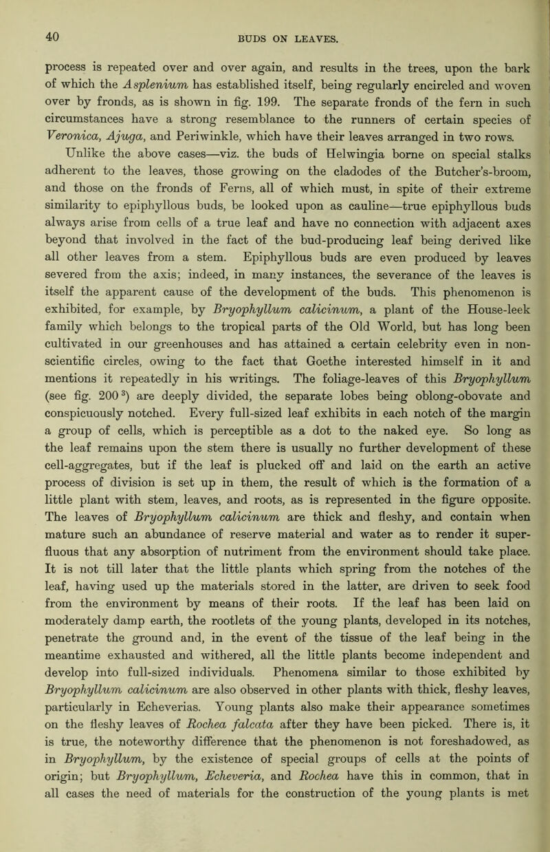 process is repeated over and over again, and results in the trees, upon the bark of which the Asplenium has established itself, being regularly encircled and woven over by fronds, as is shown in fig. 199. The separate fronds of the fern in such circumstances have a strong resemblance to the runners of certain species of Veronica, Ajuga, and Periwinkle, which have their leaves arranged in two rows. Unlike the above cases—viz. the buds of Helwingia borne on special stalks adherent to the leaves, those growing on the cladodes of the Butcher’s-broom, and those on the fronds of Ferns, all of which must, in spite of their extreme similarity to epiphyllous buds, be looked upon as cauline—true epiphyllous buds always arise from cells of a true leaf and have no connection with adjacent axes beyond that involved in the fact of the bud-producing leaf being derived like all other leaves from a stem. Epiphyllous buds are even produced by leaves severed from the axis; indeed, in many instances, the severance of the leaves is itself the apparent cause of the development of the buds. This phenomenon is exhibited, for example, by Bryophyllum calicinum, a plant of the House-leek family which belongs to the tropical parts of the Old World, but has long been cultivated in our greenhouses and has attained a certain celebrity even in non- scientific circles, owing to the fact that Goethe interested himself in it and mentions it repeatedly in his writings. The foliage-leaves of this Bryophyllum (see fig. 2003) are deeply divided, the separate lobes being oblong-obovate and conspicuously notched. Every full-sized leaf exhibits in each notch of the margin a group of cells, which is perceptible as a dot to the naked eye. So long as the leaf remains upon the stem there is usually no further development of these cell-aggregates, but if the leaf is plucked off and laid on the earth an active process of division is set up in them, the result of which is the formation of a little plant with stem, leaves, and roots, as is represented in the figure opposite. The leaves of Bryophyllum calicinum are thick and fleshy, and contain when mature such an abundance of reserve material and water as to render it super- fluous that any absorption of nutriment from the environment should take place. It is not till later that the little plants which spring from the notches of the leaf, having used up the materials stored in the latter, are driven to seek food from the environment by means of their roots. If the leaf has been laid on moderately damp earth, the rootlets of the young plants, developed in its notches, penetrate the ground and, in the event of the tissue of the leaf being in the meantime exhausted and withered, all the little plants become independent and develop into full-sized individuals. Phenomena similar to those exhibited by Bryophyllum calicinum are also observed in other plants with thick, fleshy leaves, particularly in Echeverias. Young plants also make their appearance sometimes on the fleshy leaves of Rochea falcata after they have been picked. There is, it is true, the noteworthy difference that the phenomenon is not foreshadowed, as in Bryophyllum, by the existence of special groups of cells at the points of origin; but Bryophyllum, Echeveria, and Rochea have this in common, that in all cases the need of materials for the construction of the young plants is met