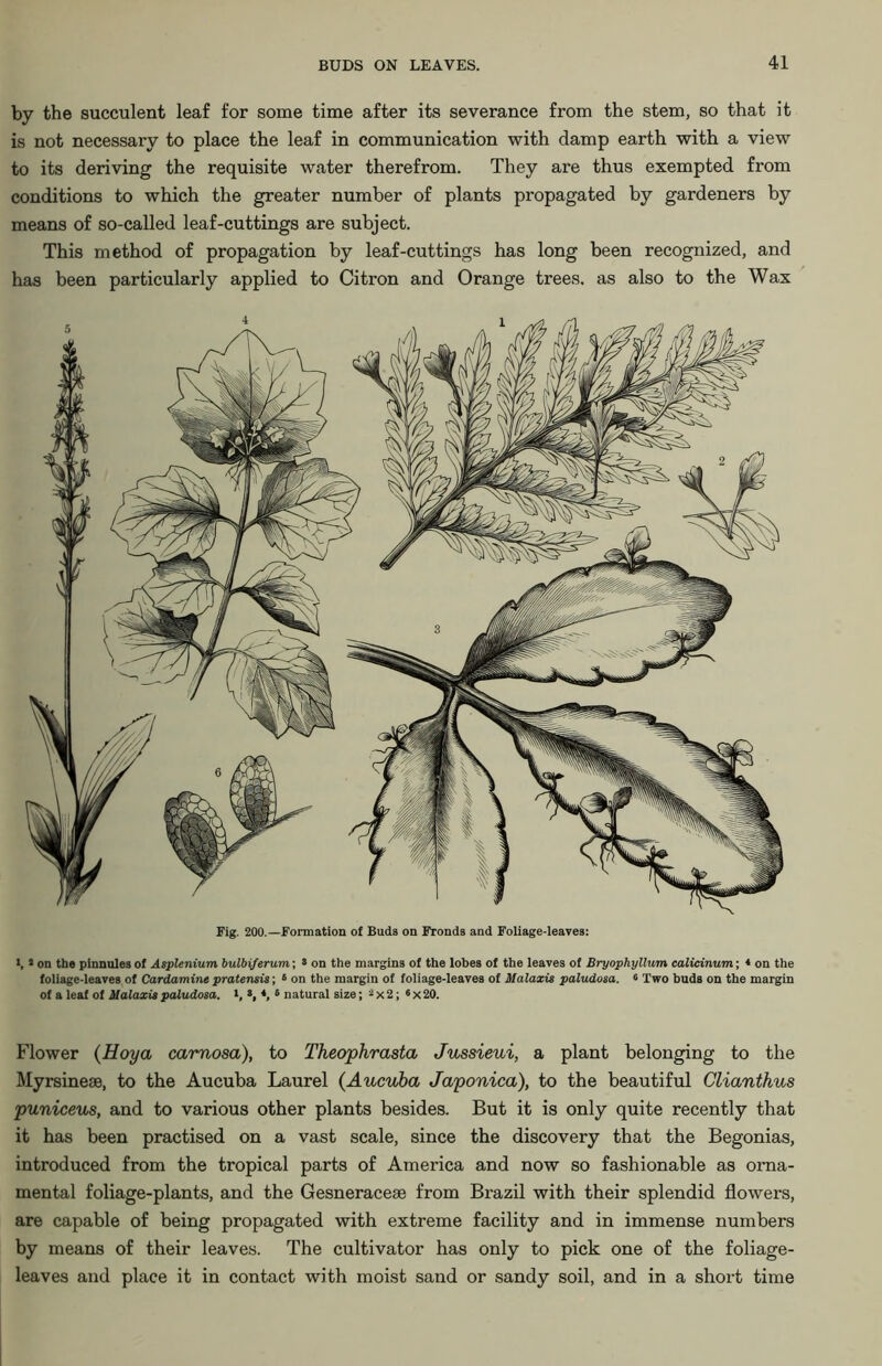 by the succulent leaf for some time after its severance from the stem, so that it is not necessary to place the leaf in communication with damp earth with a view to its deriving the requisite water therefrom. They are thus exempted from conditions to which the greater number of plants propagated by gardeners by means of so-called leaf-cuttings are subject. This method of propagation by leaf-cuttings has long been recognized, and has been particularly applied to Citron and Orange trees, as also to the Wax Fig. 200.—Formation of Buds on Fronds and Foliage-leave3: l, * on the pinnules of Asplenium bulbiferum; s on the margins of the lobes of the leaves of Bryophyllum calicinum; * on the foliage-leaves of Cardamine pratensis; 6 on the margin of foliage-leaves of Malaxis paludosa. 6 Two buds on the margin of a leaf of Malaxis paludosa. I, », *, 6 natural size; 2 X 2; «x20. Flower {Hoya carnosa), to Theophrasta Jussieui, a plant belonging to the Myrsineae, to the Aucuba Laurel (Aucuba Japonica), to the beautiful Clianthus puniceus, and to various other plants besides. But it is only quite recently that it has been practised on a vast scale, since the discovery that the Begonias, introduced from the tropical parts of America and now so fashionable as orna- mental foliage-plants, and the Gesneraceae from Brazil with their splendid flowers, are capable of being propagated with extreme facility and in immense numbers by means of their leaves. The cultivator has only to pick one of the foliage- leaves and place it in contact with moist sand or sandy soil, and in a short time