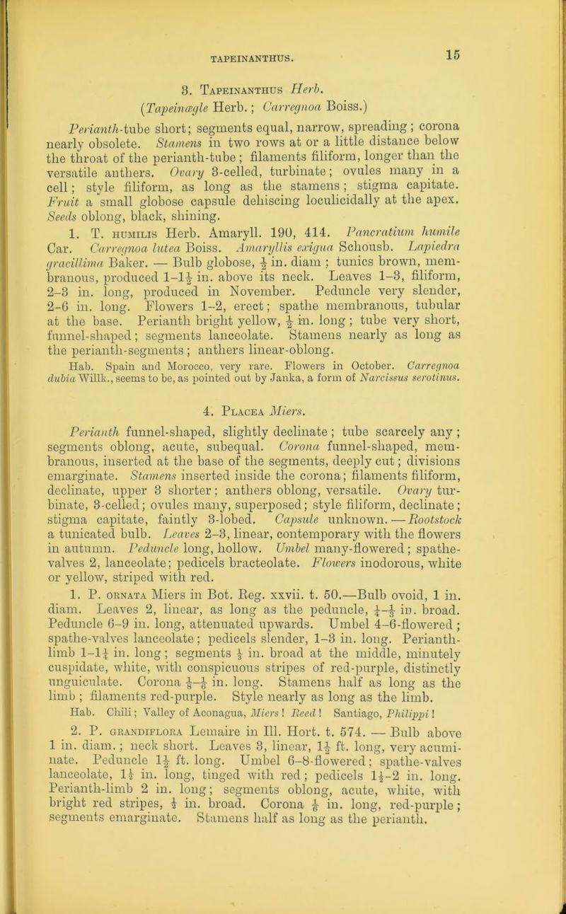 TAPEINANTHUS. 3. Tapeinanthus Herb. (Tapeincegle Herb.; Carregnoa Boiss.) Perianth-tube short; segments equal, narrow, spreading; corona nearly obsolete. Stamens in two rows at or a little distance below the throat of the perianth-tube ; filaments filiform, longer than the versatile anthers. Ovary 3-celled, turbinate; ovules many in a cell; style filiform, as long as the stamens; stigma capitate. Fruit a small globose capsule dehiscing loculicidally at the apex. Seeds oblong, black, shining. 1. T. humilis Herb. Amaryll. 190, 414. Pancratium humile Car. Carregnoa lutea Boiss. Amaryllis exigua Schousb. Lapiedra gracillima Baker. — Bulb globose, § in. diam : tunics brown, mem- branous, produced 1-1^ in. above its neck. Leaves 1-3, filiform, 2-3 in. long, produced in November. Peduncle very slender, 2-6 in. long. Flowers 1-2, erect; spathe membranous, tubular at the base. Perianth bright yellow, % in. long ; tube very short, funnel-shaped; segments lanceolate. Stamens nearly as long as the perianth-segments ; anthers linear-oblong. Hab. Spain and Morocco, very rare. Flowers in October. Carregnoa dubia Willk., seems to be, as pointed out by Janka, a form of Narcissus serotinus. 4. Placea Miers. Perianth funnel-shaped, slightly decimate ; tube scarcely any ; segments oblong, acute, subequal. Corona funnel-shaped, mem- branous, inserted at the base of the segments, deeply cut; divisions emarginate. Stamens inserted inside the corona; filaments filiform, declinate, upper 3 shorter; anthers oblong, versatile. Ovary tur- binate, 3-celled; ovules many, superposed; style filiform, declinate; stigma capitate, faintly 3-lobed. Capsule unknown.—Rootstock a tunicated bulb. Leaves 2-3, linear, contemporary with the flowers in autumn. Peduncle long, hollow. Umbel many-flowered ; spatlie- valves 2, lanceolate; pedicels bracteolate. Flowers inodorous, white or yellow, striped with red. 1. P. ornata Miers in Bot. Beg. xxvii. t. 50.—Bulb ovoid, 1 in. diam. Leaves 2, linear, as long as the peduncle, im broad. Peduncle 6-9 in. long, attenuated upwards. Umbel 4-6-flowered; spatlie-valves lanceolate; pedicels slender, 1-3 in. long. Perianth- limb 1-1J in. long; segments ^ in. broad at the middle, minutely cuspidate, white, with conspicuous stripes of red-purple, distinctly unguiculate. Corona in. long. Stamens half as long as the limb ; filaments red-purple. Style nearly as long as the limb. Hab. Chili; Valley of Aconagua, Miers! Reed ! Santiago, Philippi! 2. P. grandiflora Leiiiaire in 111. Hort. t. 574. — Bulb above 1 in. diam.; neck short. Leaves 3, linear, ft. long, very acumi- nate. Peduncle 1£ ft. long. Umbel 6-8-flowered; spatlie-valves lanceolate, 1£ in. long, tinged with red; pedicels 1^-2 in. long. Periantli-limb 2 in. long; segments oblong, acute, white, with bright red stripes, i in. broad. Corona £ in. long, red-purple; segments emarginate. Stamens half as long as the perianth.