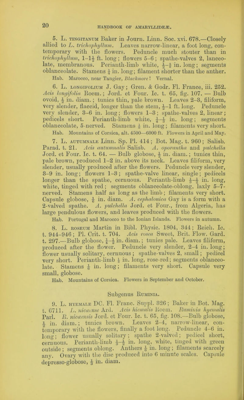 HANDBOOK OF AMARYLLIDE®. 5. L. tingitanum Baker in Journ. Linn. Soc. xvi. 678.—Closely allied to L. tnchophyllum. Leaves narrow-linear, a foot long, con- temporary with the flowers. Peduncle much stouter than in tnchophyllum, 1-1-| ft. long ; flowers 5-6 ; spatlie-valves 2, lanceo- late, membranous. Perianth-limb white, in. long; segments oblanceolate. Stamens I in- long; filament shorter than the anther. Hab. Marocco, near Tangier, Blackmore ! Vernal. 6. L. longifolium J. Gay; Gren. & Godr. FI. France, iii. 252. Acis longifolia Roem. ; Jord. et Four. Ic. t. 65, fig. 107. — Bulb ovoid, d in. diam. ; tunics thin, pale brown. Leaves 2-8, filiform, very slender, flaccid, longer than the stem, 1 ft. long. Peduncle very slender, 3-6 in. long; flowers 1-3; spatlie-valves 2, linear; pedicels short. Perianth-limb white, in. long; segments oblanceolate, 5-nerved. Stamens £ in. long; filaments very short. Hab. Mountains of Corsica, alt. 4500—6000 ft. Flowers in April and May. 7. L. autumnale Linn. Sp. PI. 414; Bot. Mag. t. 960; Salisb. Parad. t. 21. Acis autumnalis Salisb. A. oporantha and pulchella Jord. et Four. Ic. t. 64. — Bulb globose, in. diam.; tunics thin, pale brown, produced 1-2 in. above its neck. Leaves filiform, very slender, usually produced after the flowers. Peduncle very slender, 3-9 in. long; flowers 1-3; spathe-valve linear, single; pedicels longer than the spathe, cernuous. Perianth-limb hi. long, white, tinged with red; segments oblanceolate-oblong, laxly 5-7- nerved. Stamens half as long as the limb; filaments very short. Capsule globose, in. diam. A. cephalonica Gay is a form with a 2-valved spathe. A. pulchella Jord. et Four., from Algeria, has large pendulous flowers, and leaves produced with the flowers. Hab. Portugal and Marocco to the Ionian Islands. Flowers in autumn. 8. L. koseum Martin in Bibl. Physic. 1804, 344; Reich. Ic. t. 944-946; PI. Crit. t. 704. Acis rosea Sweet, Brit. Flow. Gard. t. 297.—Bulb globose, in. diam.; tunics pale. Leaves filiform, produced after the flower. Peduncle very slender, 2-4 in. long; flower usually solitary, cernuous ; spatlie-valves 2, small; pedicel very short. Perianth-limb ^ in. long, rose-red; segments oblanceo- late. Stamens £ hi. long; filaments very short. Capsule very small, globose. Hab. Mountains of Corsica. Flowers in September and October. Subgenus Ruminia. 9. L. hyemale DC. FI. Franc. Suppl. 326 ; Baker in Bot. Mag. t. 6711. L. uicLCtnse Aid. Acts hiemalis Roem. Ruminia liyemails Pari. R. nicceensis Jord. et Four. Ic. t. 65, fig. 108.—Bulb globose, x in. diam.; tunics brown. Leaves 2-4, narrow-linear, con- temporary with the flowers, finally a foot long. Peduncle 4-6 in. long; flower usually solitary ; spathe 2-valved; pedicel short, cernuous. Perianth-limb in. long, white, tinged with green outside ; segments oblong. Anthers £ in. long ; filaments scarcely any. Ovary with the disc produced into 6 minute scales. Capsule dopresso-globose, §- in. diam.