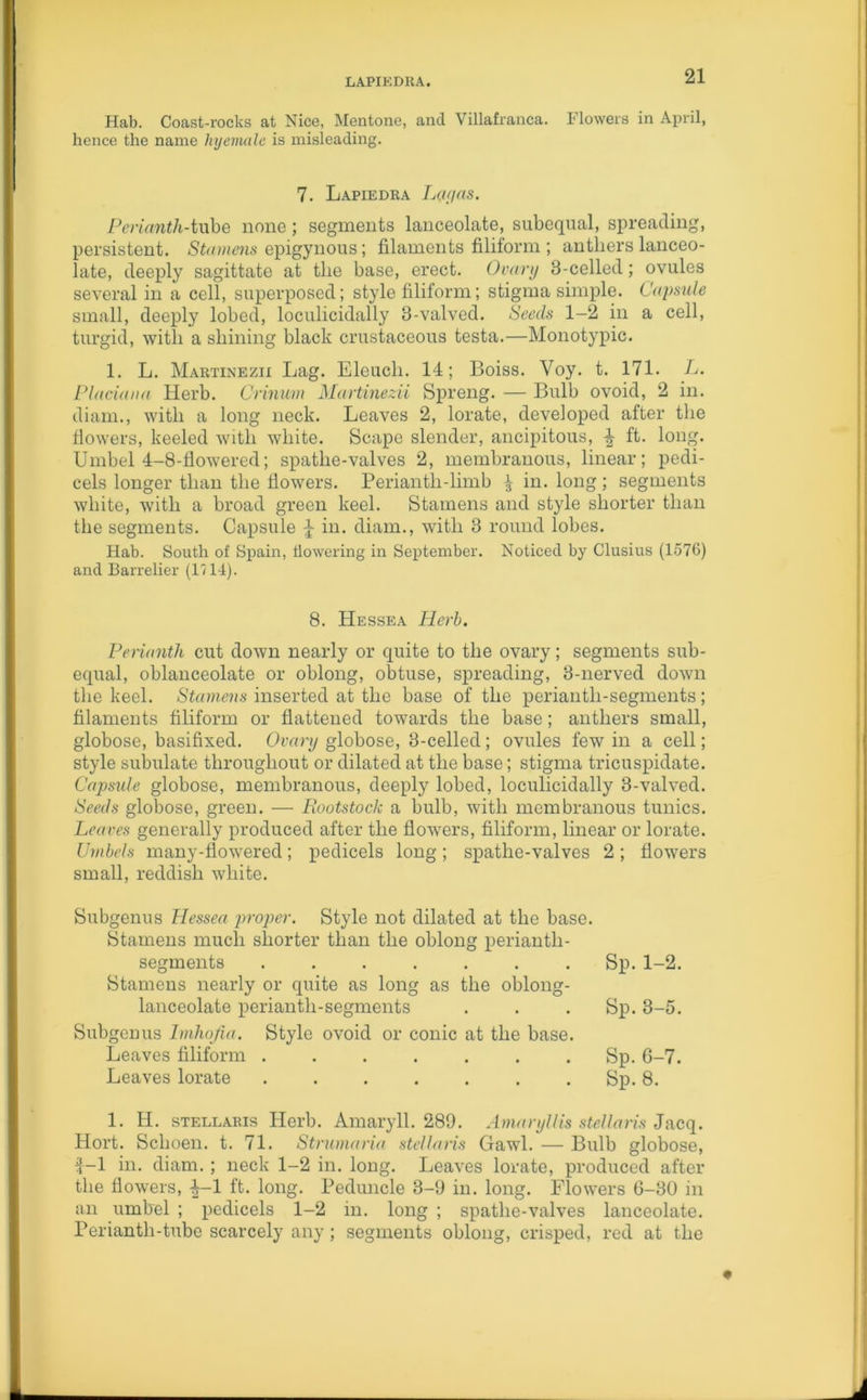 LAPIEDRA. Hab. Coast-rocks at Nice, Mentone, and Villafranca. Flowers in April, hence the name hyemalc is misleading. 7. Lapiedra Lay as. Perianth-tube none; segments lanceolate, subequal, spreading, persistent. Stamens epigynous; filaments filiform ; anthers lanceo- late, deeply sagittate at tlie base, erect. Ovary 3-celled; ovules several in a cell, superposed; style filiform; stigma simple. Capsule small, deeply lobed, loculicidally 3-valved. Seeds 1-2 in a cell, turgid, with a shining black crustaceous testa.—Monotypic. 1. L. Martinezii Lag. Eleucli. 14; Boiss. Voy. t. 171. L. Placiana Herb. Crinum Martinezii Spreng. — Bulb ovoid, 2 in. diam., with a long neck. Leaves 2, lorate, developed after the flowers, keeled with white. Scape slender, ancipitous, ^ ft. long. Umbel 4-8-flowered; spatlie-valves 2, membranous, linear; pedi- cels longer than the flowers. Periantli-limb £ in. long; segments white, with a broad green keel. Stamens and style shorter than the segments. Capsule ^ in. diam., with 3 round lobes. Hab. South of Spain, dowering in September. Noticed by Clusius (1576) and Barrelier (1114). 8. Hessea Herb. Perianth cut down nearly or quite to the ovary; segments sub- equal, oblanceolate or oblong, obtuse, spreading, 3-nerved down the keel. Stamens inserted at the base of the perianth-segments; filaments filiform or flattened towards the base; anthers small, globose, basifixed. Ovary globose, 3-celled; ovules few in a cell; style subulate throughout or dilated at the base; stigma tricuspidate. Capsule globose, membranous, deeply lobed, loculicidally 3-valved. Seeds globose, green. — Rootstock a bulb, with membranous tunics. Leaves generally produced after the flowers, filiform, linear or lorate. Umbels many-flowered; pedicels long; spathe-valves 2; flowers small, reddish white. Subgenus Hessea proper. Style not dilated at the base. Stamens much shorter than the oblong perianth- segments Sp. 1-2. Stamens nearly or quite as long as the oblong- lanceolate perianth-segments . . . Sp. 3-5. Subgenus Imhojia. Style ovoid or conic at the base. Leaves filiform Sp. G-7. Leaves lorate ....... Sp. 8. 1. H. stellaris Herb. Amaryll. 289. Amaryllis stellaris Jacq. Hort. Schoen. t. 71. Strumaria stellaris Gawl. — Bulb globose, $-1 in. diam.; neck 1-2 in. long. Leaves lorate, produced after the flowers, £-1 ft. long. Peduncle 3-9 in. long. Flowers 6-30 in an umbel ; pedicels 1-2 in. long ; spathe-valves lanceolate. Perianth-tube scarcely any ; segments oblong, crisped, red at the