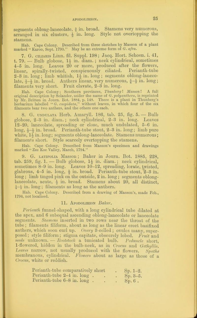 APODOLIRION. segments oblong-lanceolate, £ in. broad. Stamens very numerous, arranged in six clusters, £ in. long. Style not overtopping the stamens. Hab. Cape Colony. Described from three sketches by Masson of a plant marked “ Karoo, Sept. 1793.” May be an extreme form of G. afra. 7. G. ciliaris Linn. fil. Suppl. 198; Jacq. Hort. Sclioen. i. 41, t. 79. — Bulb globose, 1| in. diam. ; neck cylindrical, sometimes 4-5 in. long. Leaves 20 or more, produced after the flowers, linear, spirally-twisted, conspicuously ciliated. Periantli-tube 2-8 in. long ; limb whitish, 1£ in. long ; segments oblong-lanceo- late, in. broad. Anthers linear, very numerous, in. long; filaments very short. Fruit clavate, 2-3 in. long. Hab. Cape Colony; Southern provinces, Thunberg! Masson! A full original description by Solander, under the name of G. polyanthera, is reprinted by Mr. Britten in Journ. Bot. 1884, p. 148. There is a plant in Thunberg’s herbarium labelled “ G. cuspidata,” without leaves, in which four of the six filaments bear two anthers, and the others one each. 8. G. undulata Herb. Amaryll. 186, tab. 25, fig. 5. — Bulb globose, 2-3 in. diam. ; neck cylindrical, 2-3 in. long. Leaves 12-20, lanceolate, spreading or close, much undulated, 5-6 in. long, ^ in. broad. Perianth-tube stout, 2-3 in. long; limb pure white, H in. long; segments oblong-lanceolate. Stamens numerous; filaments short. Style scarcely overtopping the stamens. Hab. Cape Colony. Described from Masson’s specimen and drawings marked “ Zee Koe Valley, March, 1794.” 9. G. latifolia Masson; Baker in Journ. Bot. 1885, 228, tab. 259, fig. 1. — Bulb globose, 1£ in. diam. ; neck cylindrical, sometimes 8-9 in. long. Leaves 10-12, spreading, lorate, twisted, glabrous, 4-5 in. long, £ in. broad. Periantli-tube stout, 2-3 in. long ; limb tinged pink on the outside, 2 in. long; segments oblong- lanceolate, acute, ^ in. broad. Stamens about 20, all distinct, in. long; filaments as long as the anthers. Hab. Cape Colony. Described from a drawing of Masson’s, made Feb., 1794, not localised. 11. Apodolirion Baker. Perianth funnel-shaped, with a long cylindrical tube dilated at the apex, and 6 subequal ascending oblong-lanceolate or lanceolate segments. Stamens inserted in two rows near the throat of the tube ; filaments filiform, about as long as the linear erect basifixed anthers, which soon curl up. Ovary 3-celled ; ovules many, super- posed; style filiform; stigma capitate, obscurely lobed. Fruit and seeds unknown. — Rootstock a tunicated bulb. Peduncle short, 1-flowered, hidden in the bulb-neck, as in Crocus and Gethyllis. Leaves narrow, not usually produced with the flowers. Spathe membranous, cylindrical. Flowers about as large as those of a Crocus, white or reddish. Periantli-tube comparatively short . Sp. 1-2. Periantli-tube 2-4 in. long . . . Sp. 3-5. Perianth-tube 6-8 in. long . . . Sp. 6 .