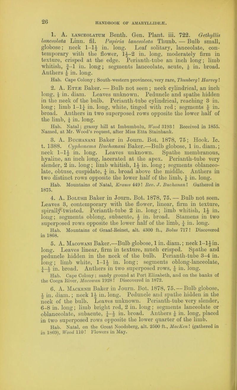 1. A. lanceolatum Benth. Gen. Plant, iii. 722. Gethyllis lanceolata Linn. fil. Papina lanceolata Tliunb. — Bulb small, globose; neck 1-1^ in. long. Leaf solitary, lanceolate, con- temporary with the flower, 1^-2 in. long, moderately firm in texture, crisped at the edge. Perianth-tube an inch long; limb whitish, f-1 in. long; segments lanceolate, acute, | in. broad. Anthers £ in. long. Hab. Cape Colony ; South-western provinces, very rare, Thunberg! Harvey ! 2. A. Ettas Baker. — Bulb not seen ; neck cylindrical, an inch long, £ in. diam. Leaves unknown. Peduncle and spatlie hidden in the neck of the bulb. Perianth-tube cylindrical, reaching 8 in. long; limb 1-1J in. long, white, tinged with red; segments ^ in. broad. Anthers in two superposed rows opposite the lower half of the limb, £ in. long. Hab. Natal; grassy hill at Imbumbulu, Wood 8193! Received in 1855. Named, at Mr. Wood’s request, after Miss Etta Stainbank. 8. A. Buchanani Baker in Journ. Bot. 1878, 75; Hook. Ic. t. 1388. Cyphonema Buchanani Baker.—Bulb globose, 1 in. diam.; neck 1-1-| in. long. Leaves unknown. Spatlie membranous, hyaline, an inch long, lacerated at the apex. Perianth-tube very slender, 2 in. long; limb whitish, 1-| in. long; segments oblanceo- late, obtuse, cuspidate, J in. broad above the middle. Anthers in two distinct rows opposite the lower half of the limb, ^ in. long. Hab. Mountains of Natal, Krauss 449! Rev. J. Buchanan \ Gathered in 1875. 4. A. Bolusii Baker in Journ. Bot. 1878, 75.— Bulb not seen. Leaves 3, contemporary with the flower, linear, firm in texture, spirally-twisted. Periantli-tube 2 in. long; limb whitish, 1\ in. long; segments oblong, subacute, ^ in. broad. Stamens in two superposed rows opposite the lower half of the limb, J in. long. Hab. Mountains of Graaf-Reinet, alt. 4300 ft., Bolus 717 ! Discovered in 1868. 5. A. Macowani Baker.—Bulb globose, 1 in. diam.; neck l-l^in. long. Leaves linear, firm in texture, much crisped. Spatlie and peduncle hidden in the neck of the bulb. Perianth-tube 3-4 in. long; limb white, 1-1£ in. long; segments oblong-lanceolate, A-i in. broad. Anthers in two superposed rows, £ in. long. Hab. Cape Colony; sandy ground at Port Elizabeth, and on the banks of the Coega River, Macowan 1928! Discovered in 1872. 6. A. Mackenii Baker in Journ. Bot. 1878, 75. — Bulb globose, 4 in. diam. ; neck 1-k in. long. Peduncle and spatlie hidden in the neck of the bulb. Leaves unknown. Periantli-tube very slender, 6-8 in. long; limb bright red, 2 in. long; segments lanceolate or oblanceolate, subacute, in. broad. Anthers £ in. long, placed in two superposed rows opposite the lower quarter of the limb. Hab. Natal, on the Great Noodsberg, alt. 2500 ft., MacKen ! (gathered in in 1869), Wood 110 ! Flowers in May.