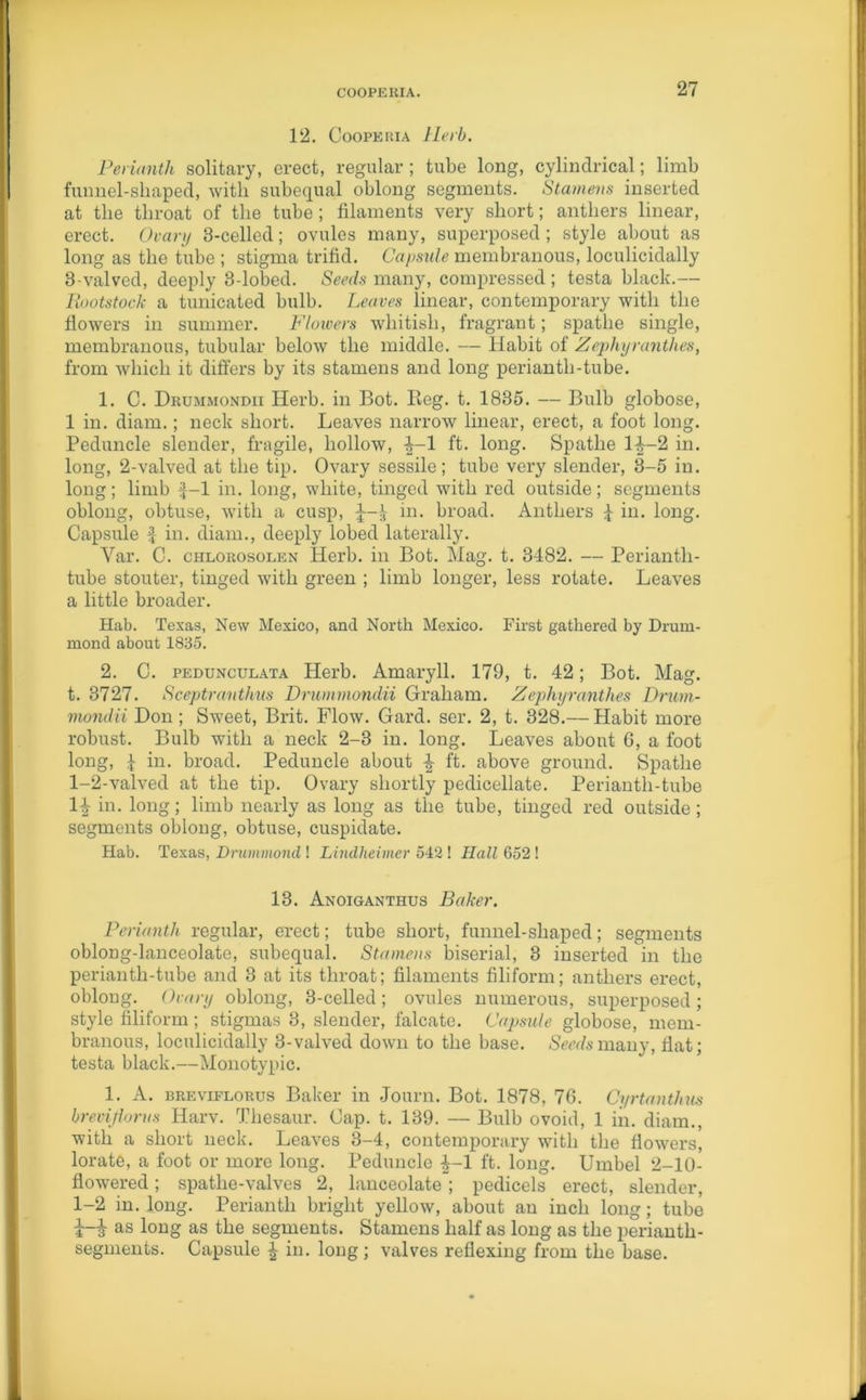 12. Cooperia Herb. Perianth solitary, erect, regular; tube long, cylindrical; limb funnel-shaped, with subequal oblong segments. Stamens inserted at the throat of the tube ; filaments very short; anthers linear, erect. Ovary 3-celled; ovules many, superposed ; style about as long as the tube ; stigma trifid. Capsule membranous, loculicidally 3-valved, deeply 3-lobed. Seeds many, compressed ; testa black.— Rootstock a tunicated bulb. Leaves linear, contemporary with the flowers in summer. Flowers whitish, fragrant; spathe single, membranous, tubular below the middle. — Habit of Zephyranthes, from which it differs by its stamens and long perianth-tube. 1. C. Drujimondii Herb, in Bot. Reg. t. 1835. — Bulb globose, 1 in. diam.; neck short. Leaves narrow linear, erect, a foot long. Peduncle slender, fragile, hollow, %-l ft. long. Spathe 1^—2 in. long, 2-valved at the tip. Ovary sessile; tube very slender, 3-5 in. long; limb %-l in. long, white, tinged with red outside; segments oblong, obtuse, with a cusp, in. broad. Anthers £ in. long. Capsule f in. diam., deeply lobed laterally. Yar. C. chlorosolen Herb, in Bot. Mag. t. 3482. — Periantli- tube stouter, tinged with green ; limb longer, less rotate. Leaves a little broader. Hab. Texas, New Mexico, and North Mexico. First gathered by Drum- mond about 1835. 2. C. pedunculata Herb. Amaryll. 179, t. 42; Bot. Mag. t. 3727. Sceptranthus Drummondii Graham. Zephyranthes Drum- mondii Don; Sweet, Brit. Flow. Gard. ser. 2, t. 328.— Habit more robust. Bulb with a neck 2-3 in. long. Leaves about 6, a foot long, £ in. broad. Peduncle about £ ft. above ground. Spathe 1-2-valved at the tip. Ovary shortly pedicellate. Perianth-tube 1^ in. long; limb nearly as long as the tube, tinged red outside; segments oblong, obtuse, cuspidate. Hab. Texas, Drummond ! Lindheimer 542 ! Hall 652 ! 13. Anoiganthus Baker. Perianth regular, erect; tube short, funnel-shaped; segments oblong-lanceolate, subequal. Stamens biserial, 3 inserted in the perianth-tube and 3 at its throat; filaments filiform; anthers erect, oblong. Ovary oblong, 3-celled; ovules numerous, superposed; style filiform; stigmas 3, slender, falcate. Capsule globose, mem- branous, loculicidally 3-valved down to the base. Seeds many, flat; testa black.—Monotypic. 1. A. breviflorus Baker in Journ. Bot. 1878, 76. Cyrtanthus brevijiorus Harv. Thesaur. Cap. t. 139. — Bulb ovoid, 1 in. diam., with a short neck. Leaves 3-4, contemporary with the flowers, lorate, a foot or more long. Peduncle ^-1 ft. long. Umbel 2-10- flowered; spathe-valves 2, lanceolate ; pedicels erect, slender, 1-2 in. long. Perianth bright yellow, about an inch long; tube i-i as long as the segments. Stamens half as long as the perianth- segments. Capsule £ in. long; valves reflexing from the base.
