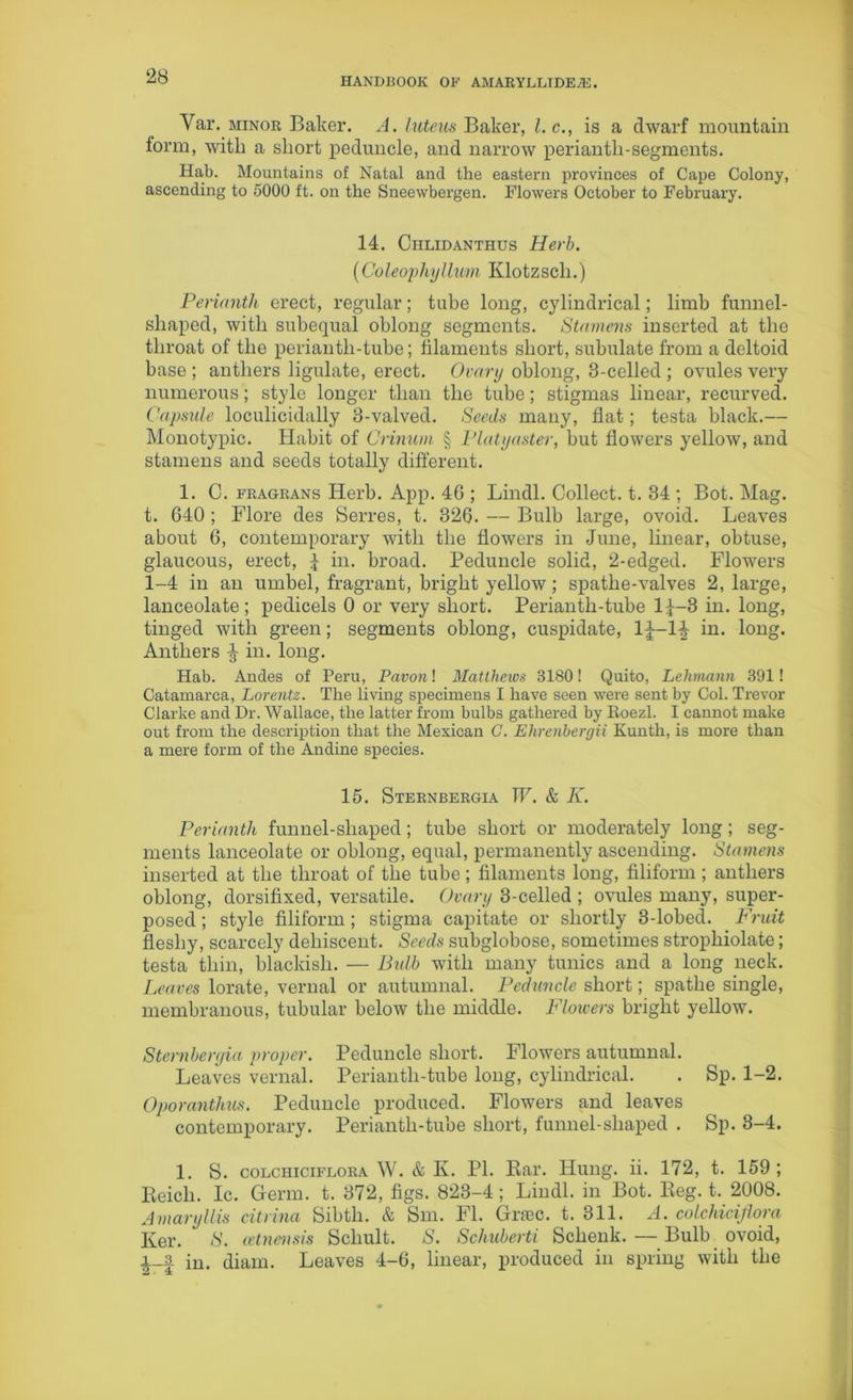 Yar. minor Baker. A. luteus Baker, l.c., is a dwarf mountain form, with a short peduncle, and narrow perianth-segments. Hab. Mountains of Natal and the eastern provinces of Cape Colony, ascending to 5000 ft. on the Sneewbergen. Flowers October to February. 14. Chlidanthus Herb. (Coleophyllum Klotzsch.) Perianth erect, regular; tube long, cylindrical; limb funnel- shaped, with subequal oblong segments. Stamens inserted at the throat of the perianth-tube; filaments short, subulate from a deltoid base ; anthers ligulate, erect. Ovary oblong, 8-celled ; ovules very numerous; style longer than the tube; stigmas linear, recurved. Capsule loculicidally 3-valved. Seeds many, flat; testa black.— Monotypic. Habit of Grinum § Platyaster, but flowers yellow, and stamens and seeds totally different. 1. C. fragrans Herb. App. 4G ; Lindl. Collect, t. 34 ; Bot. Mag. t. 640 ; Flore des Serres, t. 326. — Bulb large, ovoid. Leaves about 6, contemporary with the flowers in June, linear, obtuse, glaucous, erect, J in. broad. Peduncle solid, 2-edged. Flowers 1-4 in an umbel, fragrant, bright yellow; spathe-valves 2, large, lanceolate ; pedicels 0 or very short. Perianth-tube 1^-3 in. long, tinged with green; segments oblong, cuspidate, 1|—in. long. Anthers -J- in. long. Hab. Andes of Peru, Pavonl Matthaus 3180! Quito, Lehmann 391! Catamarca, Lorentz. The living specimens I have seen were sent by Col. Trevor Clarke and Dr. Wallace, the latter from bulbs gathered by Eoezl. I cannot make out from the description that the Mexican G. Ehrenbergii Kunth, is more than a mere form of the Andine species. 15. Sternbergia W. & K. Perianth funnel-shaped; tube short or moderately long ; seg- ments lanceolate or oblong, equal, permanently ascending. Stamens inserted at the throat of the tube; filaments long, filiform; anthers oblong, dorsifixed, versatile. Ovary 3-celled ; ovules many, super- posed ; style filiform; stigma capitate or shortly 3-lobed. Fruit fleshy, scarcely dehiscent. Seeds subglobose, sometimes strophiolate; testa thin, blackish. — Bulb with many tunics and a long neck. Leaves lorate, vernal or autumnal. Peduncle short; spathe single, membranous, tubular below the middle. Flowers bright yellow. Sternbergia proper. Peduncle short. Flowers autumnal. Leaves vernal. Periantli-tube long, cylindrical. . Sp. 1-2. Oporanthus. Peduncle produced. Flowers and leaves contemporary. Periantli-tube short, funnel-shaped . Sp. 3-4. 1. S. colchiciflora W. & K. PI. Bar. Hung. ii. 172, t. 159; Reich. Ic. Germ. t. 372, figs. 823-4; Lindl. in Bot. Reg. t. 2008. Amaryllis citrina Sibth. & Sin. FI. Grrec. t. 311. A. colchiciflora Ker. -S’, cetnensis Scliult. S. Schuberti Schenk.—Bulb ovoid, in. diam. Leaves 4-6, linear, produced in spring with the