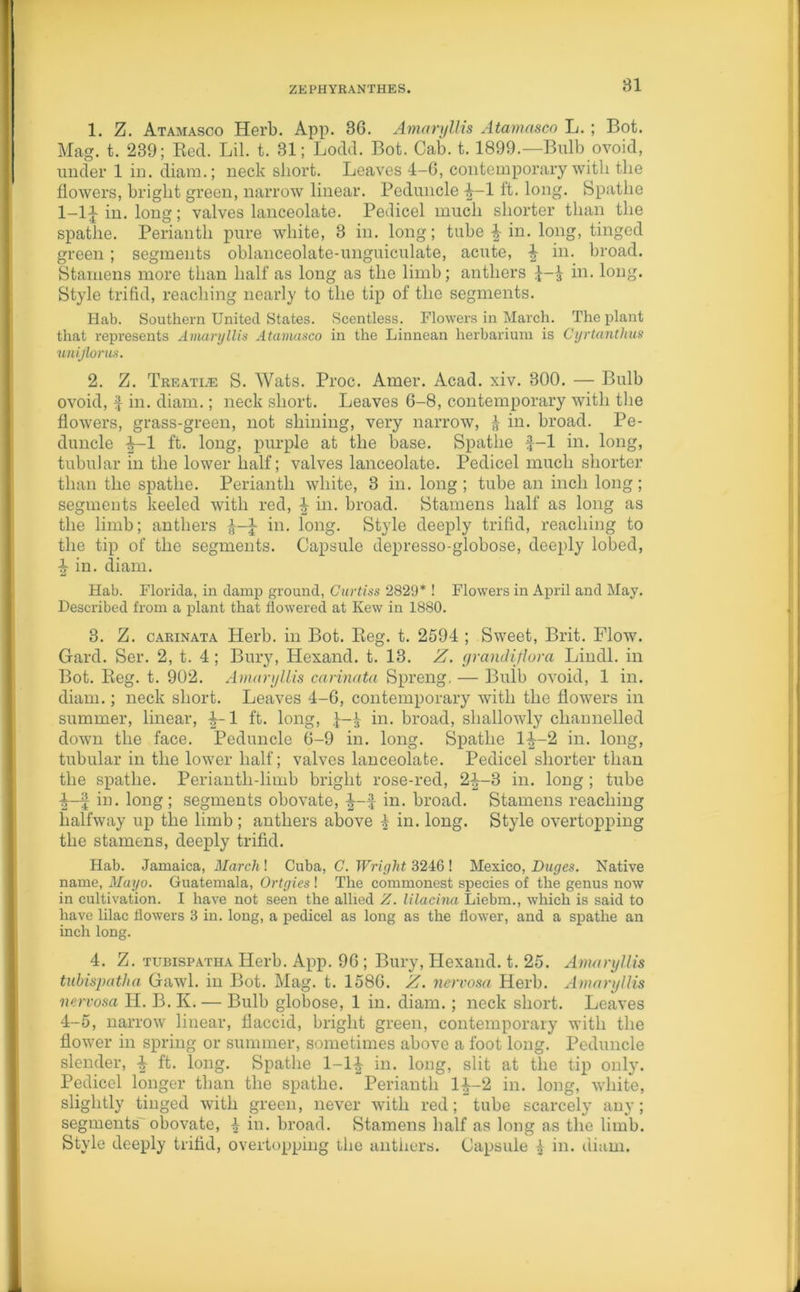 1. Z. Atamasco Herb. App. 36. Amaryllis Atamasco L. ; Bot. Mag. t. 239; Red. Lil. t. 31; Lodd. Bot. Cab. t. 1899.—Bulb ovoid, under 1 in. diam.; neck short. Leaves 4-6, contemporary with the flowers, bright green, narrow linear. Peduncle 1 ft. long. Spathe 1-lj in. long; valves lanceolate. Pedicel much shorter than the spathe. Perianth pure white, 3 in. long; tube £ in. long, tinged green; segments oblanceolate-unguiculate, acute, \ in. broad. Stamens more than half as long as the limb; anthers in. long. Style trifid, reaching nearly to the tip of the segments. Hab. Southern United States. Scentless. Flowers in March. The plant that represents Amaryllis Atamasco in the Linnean herbarium is Cyrtanthus unijlorus. 2. Z. Treatle S. Wats. Proc. Amer. Acad. xiv. 300. — Bulb ovoid, f in. diam.; neck short. Leaves 6-8, contemporary with the flowers, grass-green, not shining, very narrow, tj in. broad. Pe- duncle ^-1 ft. long, purple at the base. Spathe f-1 in. long, tubular in the lower half; valves lanceolate. Pedicel much shorter than the spathe. Perianth white, 3 in. long ; tube an inch long; segments keeled with red, £ in. broad. Stamens half as long as the limb; anthers in. long. Style deeply trifid, reaching to the tip of the segments. Capsule depresso-globose, deeply lobed, ^ in. diam. Hab. Florida, in damp ground, Curtiss 2829* ! Flowers in April and May. Described from a plant that flowered at Ivew in 1880. 3. Z. carinata Herb, in Bot. Reg. t. 2594 ; Sweet, Brit. Flow. Gard. Ser. 2, t. 4; Bury, Hexand. t. 13. Z. grandiflora Lindl. in Bot. Reg. t. 902. Amaryllis carinata Spreng. — Bulb ovoid, 1 in. diam.; neck short. Leaves 4-6, contemporary with the flowers in summer, linear, 1 ft. long, l~in. broad, shallowly channelled down the face. Peduncle 6-9 in. long. Spathe 1^-2 in. long, tubular in the lower half; valves lanceolate. Pedicel shorter than the spathe. Perianth-limb bright rose-red, 2^-3 in. long ; tube in. long ; segments obovate, in. broad. Stamens reaching halfway up the limb; anthers above 4 in. long. Style overtopping the stamens, deeply trifid. Hab. Jamaica, Marchl Cuba, C. Wright 3246! Mexico, Duges. Native name, Mayo. Guatemala, Ortgies ! The commonest species of the genus now in cultivation. I have not seen the allied Z. lilacina Liebm., which is said to have lilac flowers 3 in. long, a pedicel as long as the flower, and a spathe an inch long. 4. Z. tubispatha Herb. App. 96 ; Bury, Hexand. t. 25. Amaryllis tubispatha Gawl. in Bot. Mag. t. 1586. Z. nervosa Herb. Amaryllis nervosa H. B. K. — Bulb globose, 1 in. diam.; neck short. Leaves 4-5, narrow linear, flaccid, bright green, contemporary with the flower in spring or summer, sometimes above a foot long. Peduncle slender, ft. long. Spathe 1-1£ in. long, slit at the tip only. Pedicel longer than the spathe. Perianth 14--2 in. long, white, slightly tinged with green, never with red; tube scarcely any; segments obovate, 4 in. broad. Stamens half as long as the limb. Style deeply trifid, overtopping the anthers. Capsule 4 in. diam.