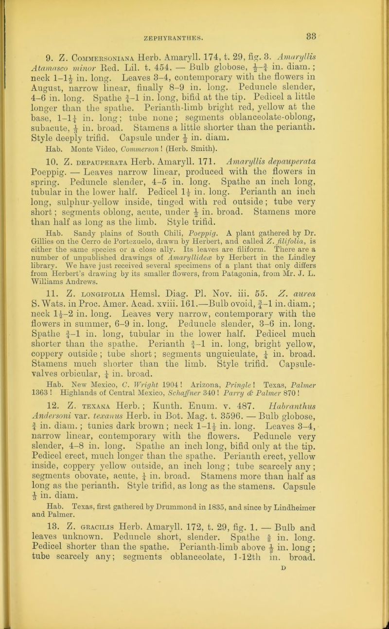 9. Z. Commersoniana Herb. Amaryll. 174, t. 29, fig. 3. Amaryllis Atamasco minor Red. Lil. t. 454. — Bulb globose, f in. diam.; neck 1-1| in. long. Leaves 3-4, contemporary with the flowers in August, narrow linear, finally 8-9 in. long. Peduncle slender, 4-6 in. long. Spathe f-1 in. long, bifid at the tip. Pedicel a little longer than the spathe. Perianth-limb bright red, yellow at the base, 1—If in. long; tube none; segments oblanceolate-oblong, subacute, f in. broad. Stamens a little shorter than the perianth. Style deeply trifid. Capsule under in. diam. Hab. Monte Video, Commerson! (Herb. Smith). 10. Z. depauperata Herb. Amaryll. 171. Amaryllis depauperata Poeppig. — Leaves narrow linear, produced with the flowers in spring. Peduncle slender, 4-5 in. long. Spathe an inch long, tubular in the lower half. Pedicel 14 in. long. Perianth an inch long, sulplmr-yellow inside, tinged with red outside; tube very short; segments oblong, acute, under 4- in. broad. Stamens more than half as long as the limb. Style trifid. Hab. Sandy plains of South Chili, Poeppig. A plant gathered by Dr. Gillies on the Cerro de Portezuelo, drawn by Herbert, and called Z. filifolia, is either the same species or a close ally. Its leaves are filiform. There are a number of unpublished drawings of Amaryllidece by Herbert in the Lindley library. We have just received several specimens of a plant that only differs from Herbert’s drawing by its smaller flowers, from Patagonia, from Mr. J. L. Williams Andrews. 11. Z. longifolia Hemsl. Diag. PI. Nov. iii. 55. Z. aurea S. Wats, in Proc. Amer. Acad, xviii. 161.—Bulb ovoid, f-1 in. diam.; neck lf-2 in. long. Leaves very narrow, contemporary with the flowers in summer, 6-9 in. long. Peduncle slender, 3-6 in. long. Spathe f-1 in. long, tubular in the lower half. Pedicel much shorter than the spathe. Perianth f-1 in. long, bright yellow, coppery outside ; tube short; segments unguiculate, f in. broad. Stamens much shorter than the limb. Style trifid. Capsule- valves orbicular, f in. broad. Hab. New Mexico, C. Wright 1904 ! Arizona, Pringle ! Texas, Palmer 1363 ! Highlands of Central Mexico, Schaffner 340 ! Parry cC- Palmer 870 ! 12. Z. texana Herb.; Kunth. Enum. v. 487. Habrantlius Andersoni var. texanus Herb, in Bot. Mag. t. 3596. —Bulb globose, f in. diam.; tunics dark brown ; neck 1-lf in. long. Leaves 3-4, narrow linear, contemporary with the flowers. Peduncle very slender, 4-8 in. long. Spathe an inch long, bifid only at the tip. Pedicel erect, much longer than the spathe. Perianth erect, yellow inside, coppery yellow outside, an inch long; tube scarcely any; segments obovate, acute, f in. broad. Stamens more than half as long as the perianth. Style trifid, as long as the stamens. Capsule f in. diam. Hab. Texas, first gathered by Drummond in 1835, and since by Lindheimer and Palmer. 13. Z. gracilis Herb. Amaryll. 172, t. 29, fig. 1. — Bulb and leaves unknown. Peduncle short, slender. Spathe f in. long. Pedicel shorter than the spathe. Perianth-limb above £ in. long; tube scarcely any; segments oblanceolate, 1 -12th in. broad. D