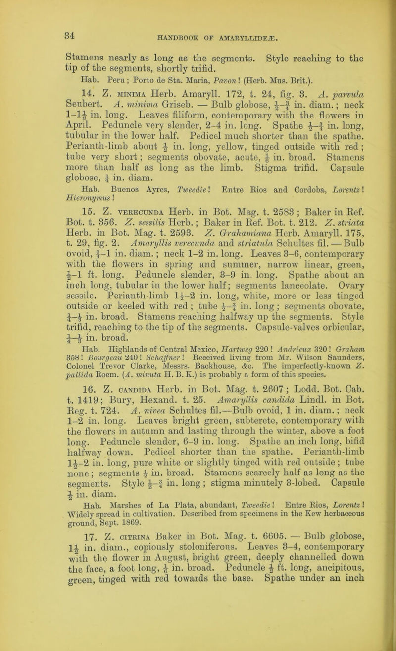 Stamens nearly as long as the segments. Style reaching to the tip of the segments, shortly trifid. Hab. Peru; Porto de Sta. Maria, Pavon\ (Herb. Mus. Brit.). 14. Z. minima Herb. Amaryll. 172, t. 24, fig. 3. A. parvula Seubert. A. minima Griseb. — Bulb globose, ^—§ in. diam.; neck 1-1^- in. long. Leaves filiform, contemporary with the flowers in April. Peduncle very slender, 2-4 in. long. Spathe in. long, tubular in the lower half. Pedicel much shorter than the spathe. Periantli-limb about ■§■ in. long, yellow, tinged outside with red; tube very short; segments obovate, acute, £ in. broad. Stamens more than half as long as the limb. Stigma trifid. Capsule globose, £ in. diam. Hab. Buenos Ayres, Tweedie! Entre Iiios and Cordoba, Lorentz! Hieronymus! 15. Z. verecunda Herb, in Bot. Mag. t. 2583 ; Baker in Bef. Bot. t. 356. Z. sessilis Herb.; Baker in Bef. Bot. t. 212. Z. striata Herb, in Bot. Mag. t. 2593. Z. Grahamiana Herb. Amaryll. 175, t. 29, fig. 2. Amaryllis verecunda and stnatula Schultes fil. — Bulb ovoid, f-1 in. diam.; neck 1-2 in. long. Leaves 3-6, contemporary with the flowers in spring and summer, narrow linear, green, \-l ft. long. Peduncle slender, 3-9 in. long. Spathe about an inch long, tubular in the lower half; segments lanceolate. Ovary sessile. Periantli-limb 1^-2 in. long, white, more or less tinged outside or keeled with red; tube in. long; segments obovate, in. broad. Stamens reaching halfway up the segments. Style trifid, reaching to the tip of the segments. Capsule-valves orbicular, in. broad. Hab. Highlands of Central Mexico, Hartweg 220 ! Andrieux 320 ! Graham 358 ! Bourgeau 240 ! Schaffner! Received living from Mr. Wilson Saunders, Colonel Trevor Clarke, Messrs. Backhouse, &c. The imperfectly-known Z. pallida Roem. (A. minuta H. B. K.) is probably a form of this species. 16. Z. Candida Herb, in Bot. Mag. t. 2607; Lodd. Bot. Cab. t. 1419 ; Bury, Hexand. t. 25. Amaryllis Candida Lindl. in Bot. Beg. t. 724. A. nivea Schultes fil.—Bulb ovoid, 1 in. diam.; neck 1-2 in. long. Leaves bright green, subterete, contemporary with the flowers in autumn and lasting through the winter, above a foot long. Peduncle slender, 6-9 in. long. Spathe an inch long, bifid halfway down. Pedicel shorter than the spathe. Periantli-limb l-|-2 in. long, pure white or slightly tinged with red outside; tube none ; segments £ in. broad. Stamens scarcely half as long as the segments. Style | in. long ; stigma minutely 3-lobed. Capsule i in. diam. Hab. Marshes of La Plata, abundant, Tweedie! Entre Rios, Lorentz! Widely spread in cultivation. Described from specimens in the Kew herbaceous ground, Sept. 1869. 17. Z. citrina Baker in Bot. Mag. t. 6605. — Bulb globose, 14 in. diam., copiously stoloniferous. Leaves 3-4, contemporary with the flower in August, bright green, deeply channelled down the face, a foot long, | in. broad. Peduncle £ ft. long, ancipitous, green, tinged with red towards the base. Spathe under an inch