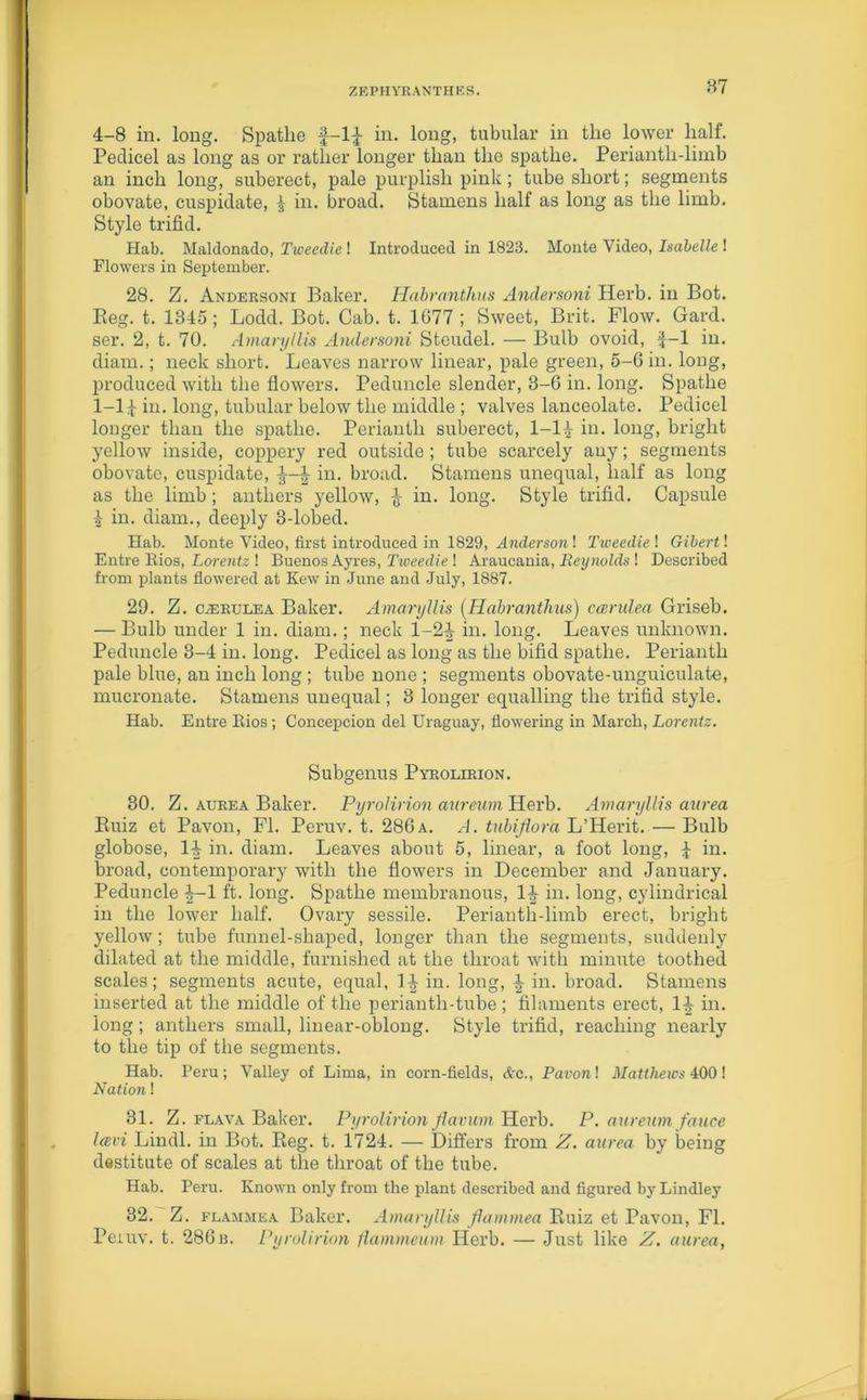 87 4-8 in. long. Spatlie f-l£ in. long, tubular in the lower half. Pedicel as long as or rather longer than the spathe. Periantli-limb an inch long, suberect, pale purplish pink; tube short; segments obovate, cuspidate, £ in. broad. Stamens half as long as the limb. Style trifid. Hab. Maldonado, Tweedie ! Introduced in 1823. Monte Video, Isabelle ! Flowers in September. 28. Z. Andersoni Baker. Habranthus Andersoni Herb, in Bot. Reg. t. 1345; Lodd. Bot. Cab. t. 1677 ; Sweet, Brit. Flow. Gard. ser. 2, t. 70. Amaryllis Andersoni Steudel. — Bulb ovoid, f-1 in. diam.; neck short. Leaves narrow linear, pale green, 5-6 in. long, produced with the flowers. Peduncle slender, 3-6 in. long. Spathe 1-11- in. long, tubular below the middle ; valves lanceolate. Pedicel longer than the spathe. Perianth suberect, 1-14 in. long, bright yellow inside, coppery red outside ; tube scarcely any; segments obovate, cuspidate, ^ in. broad. Stamens unequal, half as long as the limb; anthers yellow, % in. long. Style trifid. Capsule 4 in. diam., deeply 3-lobed. Hab. Monte Video, first introduced in 1829, Anderson ! Tweedie ! Gibert! Entre Eios, Lorentz ! Buenos Ayres, Tweedie ! Araucania, Reynolds ! Described from plants flowered at Kew in June and July, 1887. 29. Z. CiERULEA Baker. Amaryllis (Habranthus) car idea Griseb. — Bulb under 1 in. diam.; neck 1-2^ in. long. Leaves unknown. Peduncle 3-4 in. long. Pedicel as long as the bifid spathe. Perianth pale blue, an inch long ; tube none ; segments obovate-unguiculate, mucronate. Stamens unequal; 3 longer equalling the trifid style. Hab. Entre Bios; Concepcion del Uraguay, flowering in March, Lorentz. Subgenus Pyrolirion. 30. Z. aurea Baker. Pyrolirion aureum Herb. Amaryllis aurea Ruiz et Pavon, FI. Peruv. t. 286a. A. tubijlora L’Herit. — Bulb globose, 1^ in. diam. Leaves about 5, linear, a foot long, 4 hi. broad, contemporary with the flowers in December and January. Peduncle ^-1 ft. long. Spathe membranous, 14 in. long, cylindrical in the lower half. Ovary sessile. Perianth-limb erect, bright yellow; tube funnel-shaped, longer than the segments, suddenly dilated at the middle, furnished at the throat with minute toothed scales; segments acute, equal, 1^ in. long, i in. broad. Stamens inserted at the middle of the perianth-tube ; filaments erect, 14 in. long; anthers small, linear-oblong. Style trifid, reaching nearly to the tip of the segments. Hab. Peru; Valley of Lima, in corn-fields, &c., Pavon! Matthews 400 ! Nation! 31. Z. flava Baker. Pyrolirion flavum Herb. P. aureum fauce lavi Lindl. in Bot. Reg. t. 1724. — Differs from Z. aurea by being destitute of scales at the throat of the tube. Hab. Peru. Known only from the plant described and figured by Lindley 32. Z. flammea Baker. Amaryllis flammea Ruiz et Pavon, FI. Peruv. t. 286r. Pyrolirion flammeum Herb. — Just like Z. aurea,