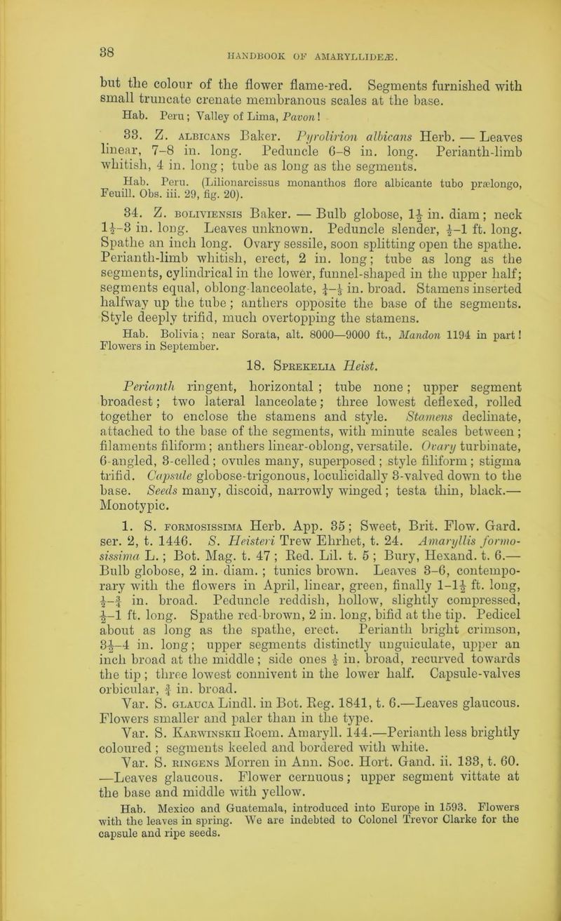 HANDBOOK OF AMARYLLIDE^. but the colour of the flower flame-red. Segments furnished with small truncate crenate membranous scales at the base. Hab. Peru; Valley of Lima, Pavon! 33. Z. albicans Baker. Pyrolirion albicans Herb. — Leaves linear, 7-8 in. long. Peduncle 6-8 in. long. Perianth-limb whitish, 4 in. long; tube as long as the segments. Hab. Peru. (Lilionarcissus monantlios flore albicante tubo praelongo, Feuill. Obs. iii. 29, fig. 20). 34. Z. boliviensis Baker. —Bulb globose, 1% in. diam; neck 14-3 in. long. Leaves unknown. Peduncle slender, £-1 ft. long. Spathe an inch long. Ovary sessile, soon splitting open the spatlie. Perianth-limb whitish, erect, 2 in. long; tube as long as the segments, cylindrical in the lower, funnel-sliaped in the upper half; segments equal, oblong lanceolate, in. broad. Stamens inserted halfway up the tube; anthers opposite the base of the segments. Style deeply trifid, much overtopping the stamens. Hab. Bolivia; near Sorata, alt. 8000—9000 ft., Mandon 1194 in part! Flowers in September. 18. Spkekelia Heist. Perianth ringent, horizontal ; tube none ; upper segment broadest; two lateral lanceolate; three lowest deflexed, rolled together to enclose the stamens and style. Stamens decimate, attached to the base of the segments, with minute scales between ; filaments filiform; anthers linear-oblong, versatile. Ovary turbinate, 6-angled, 3-celled; ovules many, superposed; style filiform; stigma trifid. Capsule globose-trigonous, loculicidally 8-valved down to the base. Seeds many, discoid, narrowly winged; testa thin, black.— Monotypic. 1. S. formosissima Herb. App. 35; Sweet, Brit. Flow. Gard. ser. 2, t. 1446. S. Heisteri Trew Ehrhet, t. 24. Amaryllis fonno- sissima L.; Bot. Mag. t. 47 ; Red. Lil. t. 5 ; Bury, Hexand. t. 6.— Bulb globose, 2 in. diam. ; tunics brown. Leaves 3-6, contempo- rary with the flowers in April, linear, green, finally 1-1^ ft. long, in. broad. Peduncle reddish, hollow, slightly compressed, i-l ft. long. Spathe red-brown, 2 in. long, bifid at the tip. Pedicel about as long as the spathe, erect. Perianth bright crimson, 3-J—4 in. long; upper segments distinctly unguiculate, upper an inch broad at the middle; side ones | in. broad, recurved towards the tip ; three lowest connivent in the lower half. Capsule-valves orbicular, f in. broad. Yar. S. glauca Lindl. in Bot. Reg. 1841, t. 6.—Leaves glaucous. Flowers smaller and paler than in the type. Yar. S. Karwinskh Roem. Amaryll. 144.—Perianth less brightly coloured ; segments keeled and bordered with white. Yar. S. ringens Morren in Ann. Soc. Hort. Gand. ii. 133, t. 60. —Leaves glaucous. Flower cernuous; upper segment vittate at the base and middle with yellow. Hab. Mexico and Guatemala, introduced into Europe in 1593. Flowers with the leaves in spring. We are indebted to Colonel Trevor Clarke for the capsule and ripe seeds.