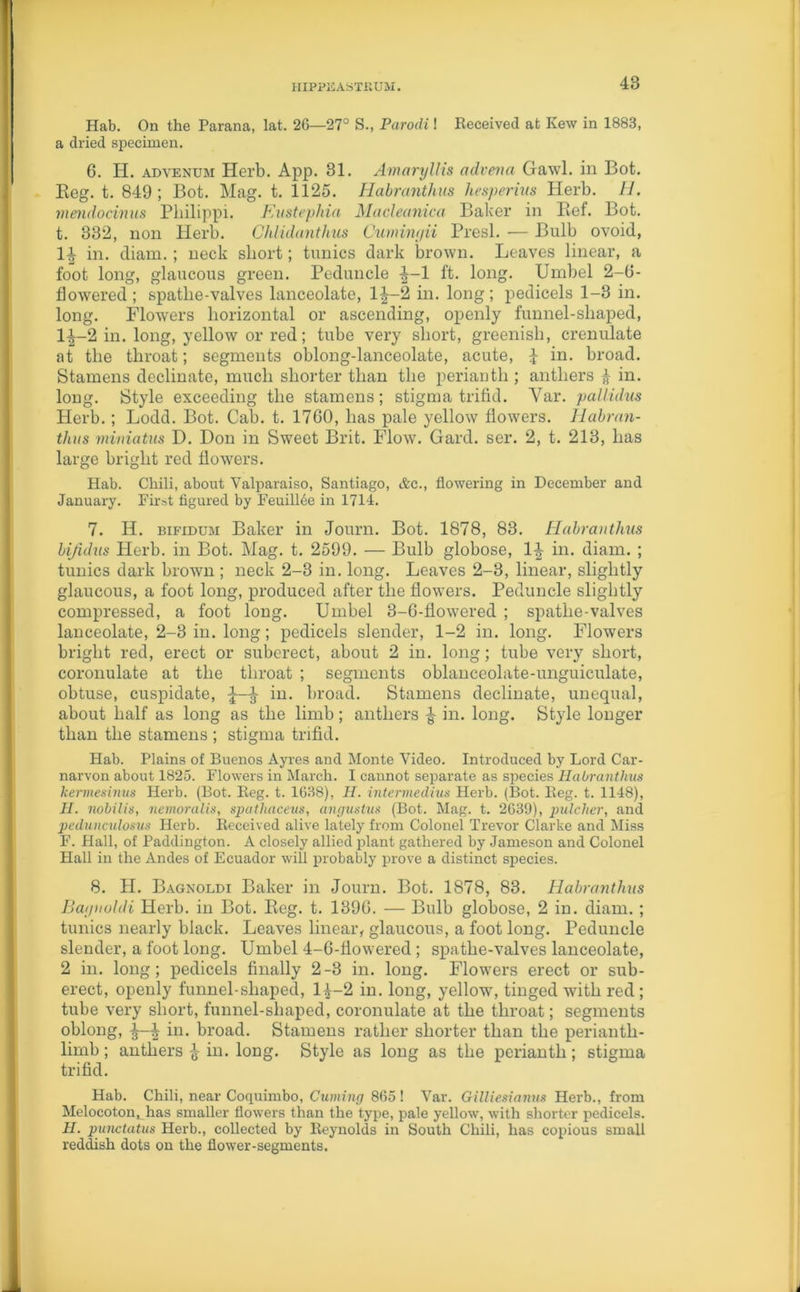 Hab. On the Parana, lat. 26—27° S., Parodi! Received at Kew in 1883, a dried specimen. 6. H. advenum Herb. App. 31. Amaryllis advena Gawl. in Bot. Beg. t. 849 ; Bot. Mag. t. 1125. Habranthas hesperias Herb. H. mendociniis Pliilippi. Eustephia Macleanica Baker in Kef. Bot. t. 332, non Herb. Chlidanthus Cumingii Presl. — Bulb ovoid, 1^ in. diam.; neck short; tunics dark brown. Leaves linear, a foot long, glaucous green. Peduncle 1 ft. long. Umbel 2-6- flowered; spatlie-valves lanceolate, 1^-2 in. long; pedicels 1-3 in. long. Flowers horizontal or ascending, openly funnel-shaped, l-J-2 in. long, yellow or red; tube very short, greenish, crenulate at the throat; segments oblong-lanceolate, acute, J in. broad. Stamens declinate, much shorter than the perianth; anthers ^ in. long. Style exceeding the stamens; stigma trifid. Yar. pallidas Herb.; Lodd. Bot. Cab. t. 1760, has pale yellow flowers. Habran- thas mimatus D. Don in Sweet Brit. Flow. Gard. ser. 2, t. 213, has large bright red flowers. Hab. Chili, about Valparaiso, Santiago, &c., flowering in December and January. First figured by FeuilLe in 1714. 7. H. bifidum Baker in Journ. Bot. 1878, 83. Habranthas bifulus Herb, in Bot. Mag. t. 2599. — Bulb globose, 1^- in. diam. ; tunics dark brown ; neck 2-3 in. long. Leaves 2-3, linear, slightly glaucous, a foot long, produced after the flowers. Peduncle slightly compressed, a foot long. Umbel 3-6-flowered ; spathe-valves lanceolate, 2-3 in. long; pedicels slender, 1-2 in. long. Flowers bright red, erect or subcrect, about 2 in. long; tube very short, coronulate at the throat ; segments oblanceolate-unguiculate, obtuse, cuspidate, £ in. broad. Stamens declinate, unequal, about half as long as the limb; anthers ^ in. long. Style longer than the stamens ; stigma trifid. Hab. Plains of Buenos Ayres and Monte Video. Introduced by Lord Car- narvon about 1825. Flowers in March. I cannot separate as species Habranthus kermesinus Herb. (Bot. Beg. t. 1638), H. intermedins Herb. (Bot. Beg. t. 1148), H. nobilis, nemoralis, spathaceus, anguslus (Bot. Mag. t. 2639), pulcher, and pedunculosus Herb. Received alive lately from Colonel Trevor Clarke and Miss F. Hall, of Paddington. A closely allied plant gathered by Jameson and Colonel Hall in the Andes of Ecuador will probably prove a distinct species. 8. H. Bagnoldi Baker in Journ. Bot. 1878, 83. Habranthas Baynoldi Herb, in Bot. Keg. t. 1396. — Bulb globose, 2 in. diam.; tunics nearly black. Leaves linear, glaucous, a foot long. Peduncle slender, a foot long. Umbel 4-6-fiowered ; spathe-valves lanceolate, 2 in. long; pedicels finally 2-3 in. long. Flowers erect or sub- erect, openly funnel-shaped, l|-2 in. long, yellow, tinged with red; tube very short, funnel-shaped, coronulate at the throat; segments oblong, in. broad. Stamens rather shorter than the perianth- limb ; anthers -g- in. long. Style as long as the perianth; stigma trifid. Hab. Chili, near Coquimbo, Cuming 865! Var. Gilliesianus Herb., from Melocoton, has smaller flowers than the type, pale yellow, with shorter pedicels. II. punctatus Herb., collected by Reynolds in South Chili, has copious small reddish dots on the flower-segments.