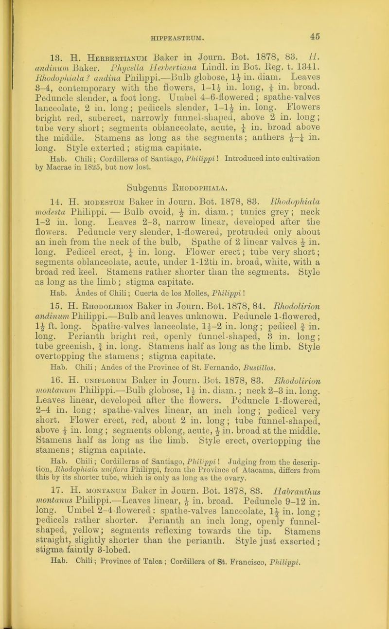 13. R. Herbertianum Baker in Journ. Bot. 1878, 83. 11. andinum Baker. Phycella Llerbertiana Lindl. in Bot. Beg. t. 1341. Rhudophiala? andina Philippi.—Bulb globose, 1^- in. diani. Leaves 3-4, contemporary with the flowers, l-l£ in. long, £ in. broad. Peduncle slender, a foot long. Umbel 4-6-flowered ; spathe-valves lanceolate, 2 in. long; pedicels slender, 1-1in. long. Flowers bright red, suberect, narrowly funnel-shaped, above 2 in. long; tube very short; segments oblanceolate, acute, J in. broad above the middle. Stamens as long as the segments; anthers in. long. Style exterted ; stigma capitate. Hab. Chili; Cordilleras of Santiago, Philippi! Introduced into cultivation by Macrae in 1825, but now lost. Subgenus Bhodophiala. 14. H. modestum Baker in Journ. Bot. 1878, 83. Rhoduphiala modesta Philippi. — Bulb ovoid, in. diam.; tunics grey; neck 1- 2 in. long. Leaves 2-3, narrow linear, developed after the flowers. Peduncle very slender, 1-flowered, protruded only about an inch from the neck of the bulb, Spatlie of 2 linear valves \ in. long. Pedicel erect, £ in. long. Flower erect; tube very short; segments oblanceolate, acute, under l-12th in. broad, white, with a broad red keel. Stamens rather shorter than the segments. Style as long as the limb; stigma capitate. Hab. Andes of Chili; Cuerta de los Molles, Philippi! 15. H. Buodolirion Baker in Journ. Bot. 1878, 84. Rhodolirion andinum Philippi.—Bulb and leaves unknown. Peduncle 1-flowered, 1^ ft. long. Spathe-valves lanceolate, 1^-2 in. long; pedicel £ in. long. Perianth bright red, openly funnel-shaped, 8 in. long; tube greenish, £ in. long. Stamens half as long as the limb. Style overtopping the stamens ; stigma capitate. Hab. Chili; Andes of the Province of St. Fernando, Bustillos. 1G. H. unifeorum Baker in Journ. Bot. 1878, 83. Rhodolinon montanum Philippi.—Bulb globose, 14 in. diam.; neck 2-3 in. long. Leaves linear, developed after the flowers. Peduncle 1-flowered, 2- 4 in. long; spathe-valves linear, an inch long; pedicel very short. Flower erect, red, about 2 in. long; tube funnel-shaped, above 4 in. long ; segments oblong, acute, in. broad at the middle. Stamens half as long as the limb. Style erect, overtopping the stamens; stigma capitate. Hab. Chili; Cordilleras of Santiago, Philippi! Judging from the descrip- tion, Rhodophiala unijlora Philippi, from the Province of Atacama, differs from this by its shorter tube, which is only as long as the ovary. 17. H. montanum Baker in Journ. Bot. 1878, 83. Habranthus montanus Philippi.—Leaves linear, £ in. broad. Peduncle 9-12 in. long. Umbel 2-4-flowered : spathe-valves lanceolate, 1| in. long : pedicels rather shorter. Perianth an inch long, openly funnel- shaped, yellow; segments reflexing towards the tip. Stamens straight, slightly shorter than the perianth. Style just exserted; stigma faintly 3-lobed. Hab. Chili; Province of Talca; Cordillera of St. Francisco, Philippi.