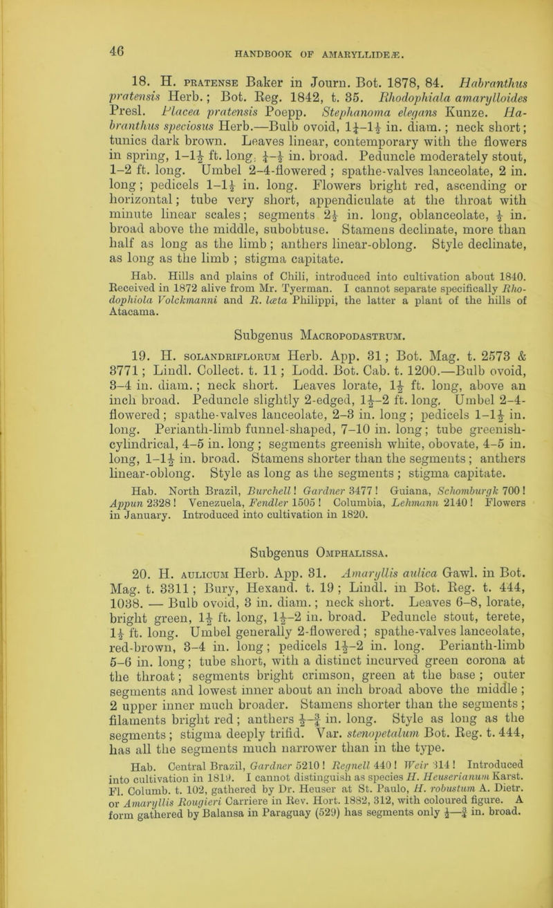18. H. pratense Baker in Journ. Bot. 1878, 84. Habranthus protends Herb.; Bot. Reg. 1842, t. 35. Rhodophiala amarylloides Presl. Placed pratensis Poepp. Stephanoma eleyans Kunze. Ha- branthus speciosus Herb.—Bulb ovoid, l^-H in. diam.; neck short; tunics dark brown. Leaves linear, contemporary with the flowers in spring, l-l^ ft. long; £-4 in. broad. Peduncle moderately stout, 1-2 ft. long. Umbel 2-4-Howered ; spatlie-valves lanceolate, 2 in. long; pedicels 1-14 in. long. Flowers bright red, ascending or horizontal; tube very short, appendiculate at the throat with minute linear scales; segments 24 in. long, oblanceolate, 4 in- broad above the middle, subobtuse. Stamens declinate, more than half as long as the limb; anthers linear-oblong. Style declinate, as long as the limb ; stigma capitate. Hab. Hills and plains of Chili, introduced into cultivation about 1840. Received in 1872 alive from Mr. Tyerman. I cannot separate specifically Rho- dophiola Volckmanni and li. lata Philippi, the latter a plant of the hills of Atacama. Subgenus Macropodastrum. 19. H. solandriflorum Herb. App. 31; Bot. Mag. t. 2573 & 3771; Lindl. Collect, t. 11; Lodd. Bot. Cab. t. 1200.—Bulb ovoid, 3-4 in. diam. ; neck short. Leaves lorate, 1|- ft. long, above an inch broad. Peduncle slightly 2-edged, 1|— 2 ft. long. Umbel 2-4- fiowered; spatlie-valves lanceolate, 2-3 in. long; pedicels 1-1^- in. long. Periantli-limb funnel-shaped, 7-10 in. long; tube greenish- cylindrical, 4-5 in. long ; segments greenish white, obovate, 4-5 in. long, l-l^- in. broad. Stamens shorter than the segments ; anthers linear-oblong. Style as long as the segments ; stigma capitate. Hab. North Brazil, Burchell! Gardner 3477 ! Guiana, Schomburgk 700 ! Appun 2328 ! Venezuela, Fendler 1505 ! Columbia, Lehmann 2140 ! Flowers in January. Introduced into cultivation in 1820. Subgenus Omphalissa. 20. H. aulicum Herb. App. 31. Amaryllis aulica Gawl. in Bot. Mag. t. 3311; Bury, Iiexand. t. 19; Lindl. in Bot. Reg. t. 444, 1038. — Bulb ovoid, 3 in. diam.; neck short. Leaves 6-8, lorate, bright green, 1\ ft. long, 14--2 hi. broad. Peduncle stout, terete, 14 ft. long. Umbel generally 2-flowered ; spatlie-valves lanceolate, red-brown, 3-4 in. long; pedicels 1^-2 in. long. Perianth-limb 5-6 in. long; tube short, with a distinct incurved green corona at the throat; segments bright crimson, green at the base; outer segments and lowest inner about an inch broad above the middle ; 2 upper inner much broader. Stamens shorter than the segments; filaments bright red; anthers ^--f in. long. Style as long as the segments ; stigma deeply trifid. Var. stenopetaliwi Bot. Reg. t. 444, has all the segments much narrower than in the type. Hab. Central Brazil, Gardner 5210 ! Regnell 440 ! Weir 314 ! Introduced into cultivation in 1810. I cannot distinguish as species II. Heuserianum Karst. FI. Columb. t. 102, gathered by Dr. Heuser at St. Paulo, H. robustum A. Dietr. or Amaryllis Rougieri Carriere in Rev. Hort. 1882, 312, with coloured figure. A form gathered by Balansa in Paraguay (520) has segments only £—§ in. broad.