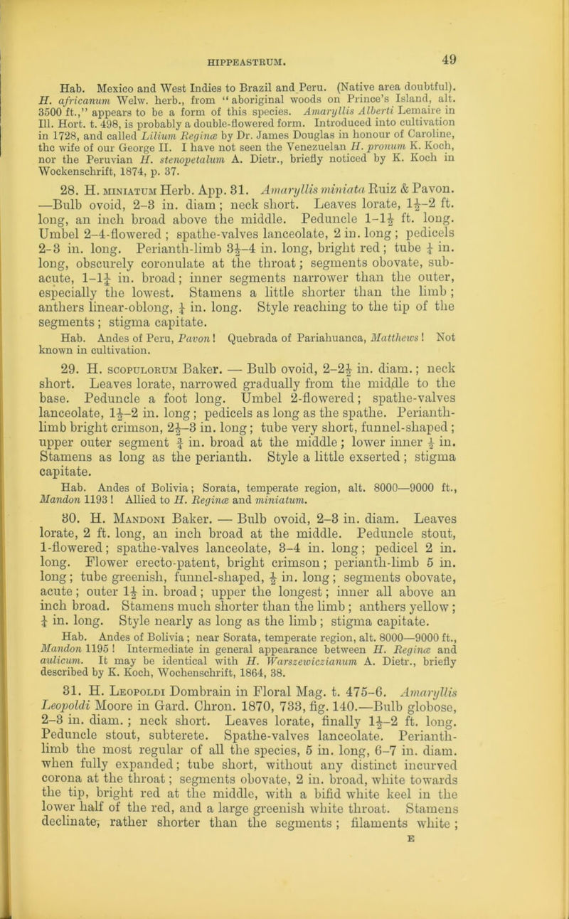 Hab. Mexico and West Indies to Brazil and Peru. (Native area doubtful). H. africanum Welw. herb., from “ aboriginal woods on Prince’s Island, alt. 3500 ft.,” appears to be a form of this species. Amaryllis Alberti Lemaire in 111. Hort. t. 498, is probably a double-flowered form. Inti'oduced into cultivation in 1728, and called Lilium Regina by Dr. James Douglas in honour of Caroline, the wife of our George II. I have not seen the Venezuelan H. pronuin K. Koch, nor the Peruvian H. stcnopetalum A. Dietr., briefly noticed by K. Koch in Wockenschrift, 1874, p. 37. 28. H. miniatum Herb. App. 31. Amaryllis miniata Ruiz & Pavon. —Bulb ovoid, 2-3 in. diam ; neck short. Leaves lorate, 1^-2 ft. long, an inch broad above tlie middle. Peduncle 1-1£ ft. long. Umbel 2-4-flowered ; spatlie-valves lanceolate, 2 in. long ; pedicels 2-3 in. long. Perianth-limb 3|~4 in. long, bright red ; tube $ in. long, obscurely coronulate at the throat; segments obovate, sub- acute, 1-1^- in. broad; inner segments narrower than the outer, especially the lowest. Stamens a little shorter than the limb ; anthers linear-oblong, £ in. long. Style reaching to the tip of the segments; stigma capitate. Hab. Andes of Peru, Pavon! Quebrada of Parialiuanca, Matthews ! Not known in cultivation. 29. H. scopulorum Baker. — Bulb ovoid, 2-2£ in. diam.; neck short. Leaves lorate, narrowed gradually from the middle to the base. Peduncle a foot long. Umbel 2-flowered; spatlie-valves lanceolate, 1^-2 in. long; pedicels as long as the spatlie. Perianth- limb bright crimson, 2^-3 in. long; tube very short, funnel-shaped ; upper outer segment f in. broad at the middle; lower inner ^ in. Stamens as long as the perianth. Style a little exserted; stigma capitate. Hab. Andes of Bolivia; Sorata, temperate region, alt. 8000—9000 ft., Mandon 1193 ! Allied to H. Regina and miniatum. 30. H. Mandoni Baker. — Bulb ovoid, 2-3 in. diam. Leaves lorate, 2 ft. long, an inch broad at the middle. Peduncle stout, 1- flowered; spathe-valves lanceolate, 3-4 in. long; pedicel 2 in. long. Flower erecto-patent, bright crimson ; perianth-limb 5 in. long ; tube greenish, funnel-shaped, £ in. long ; segments obovate, acute; outer in. broad; upper the longest; inner all above an inch broad. Stamens much shorter than tlie limb ; anthers yellow ; £ in. long. Style nearly as long as the limb ; stigma capitate. Hab. Andes of Bolivia; near Sorata, temperate region, alt. 8000—9000 ft., Mandon 1195 ! Intermediate in general appearance between H. Regina and aulicum. It may be identical with H. Warszewiczianum A. Dietr., briefly described by K. Koch, Wochenschrift, 1864, 38. 31. H. Leopoldi Dombrain in Floral Mag. t. 475-6. Amaryllis Leopoldi Moore in Gard. Chron. 1870, 733, fig. 140.—Bulb globose, 2- 3 in. diam.; neck short. Leaves lorate, finally 1-J—2 ft. long. Peduncle stout, subterete. Spathe-valves lanceolate. Periantli- limb the most regular of all the species, 5 in. long, 6-7 in. diam. when fully expanded; tube short, without any distinct incurved corona at the throat; segments obovate, 2 in. broad, white towards the tip, bright red at the middle, with a bifid white keel in the lower half of the red, and a large greenish white throat. Stamens decimate, rather shorter than the segments ; filaments white ; E